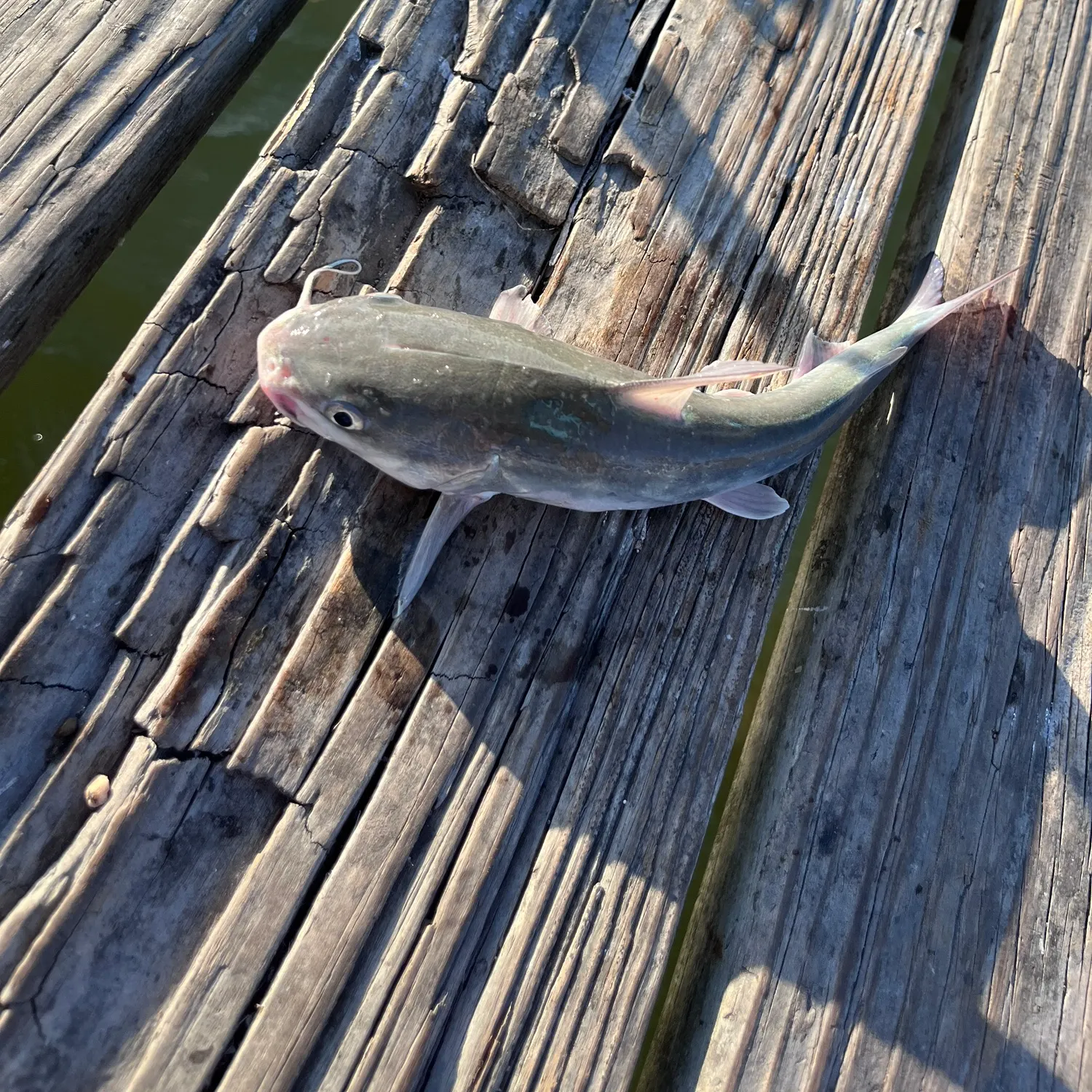 Hardhead sea catfish caught on Fishbrain