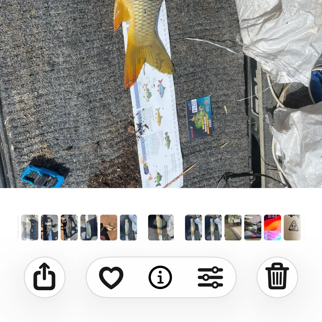 recently logged catches