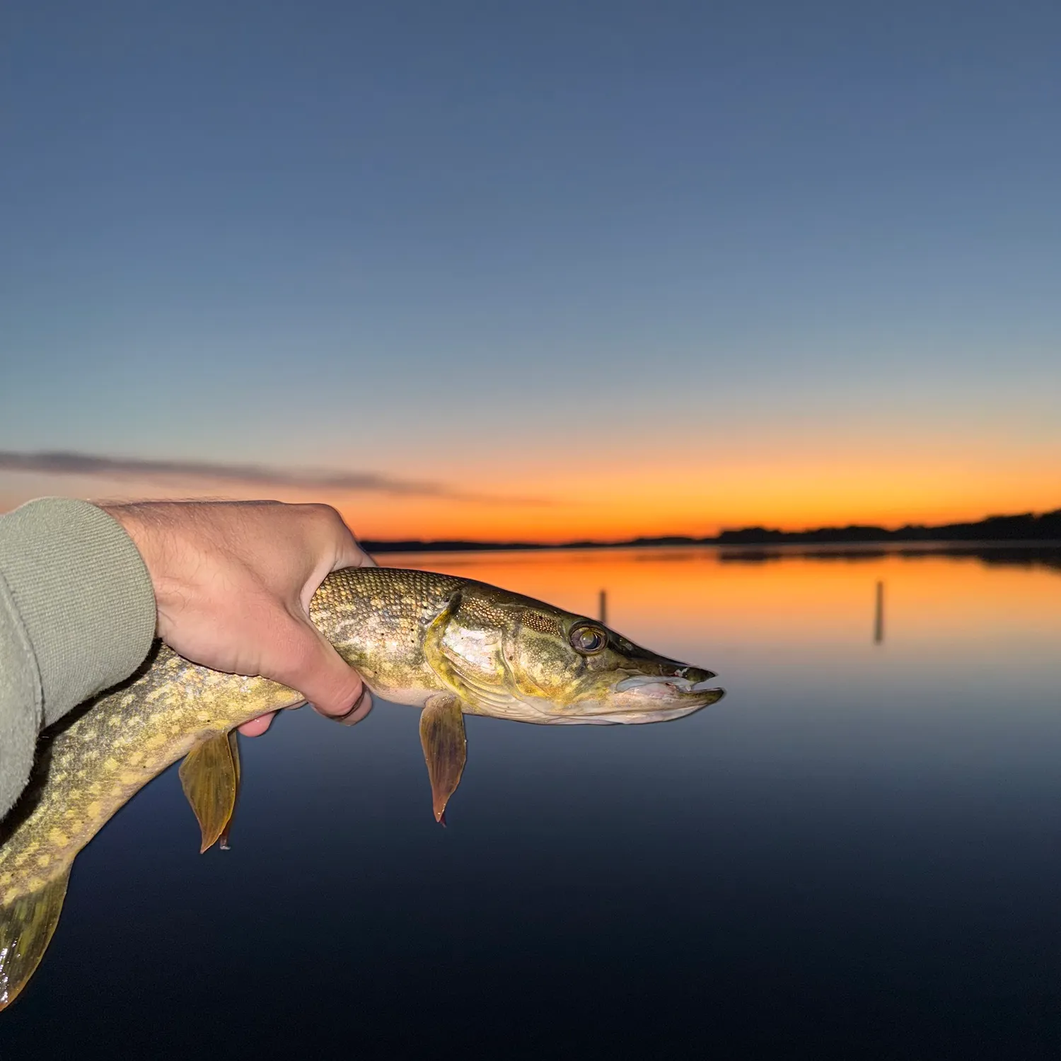 Northern pike caught on Fishbrain