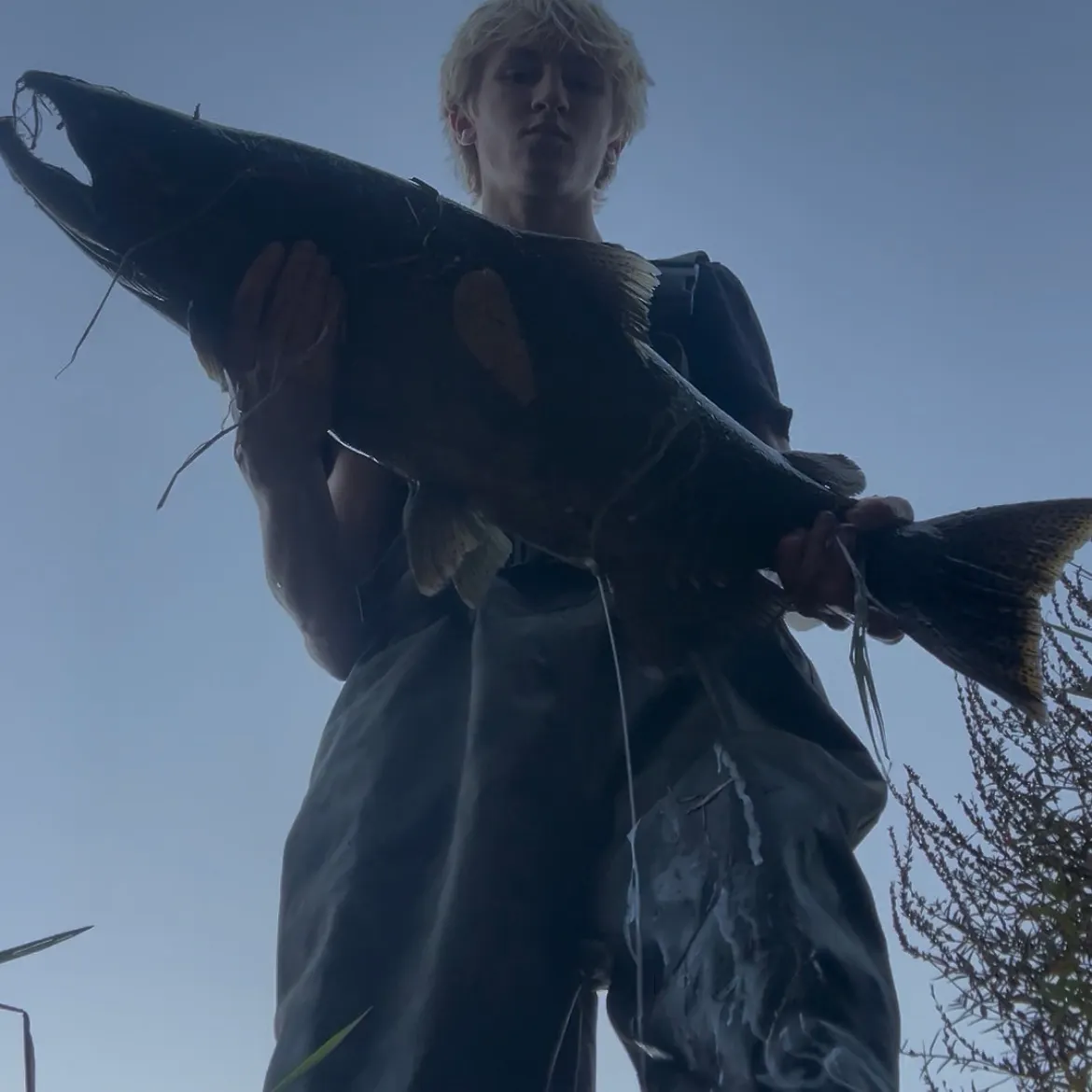 Chinook salmon caught on Fishbrain