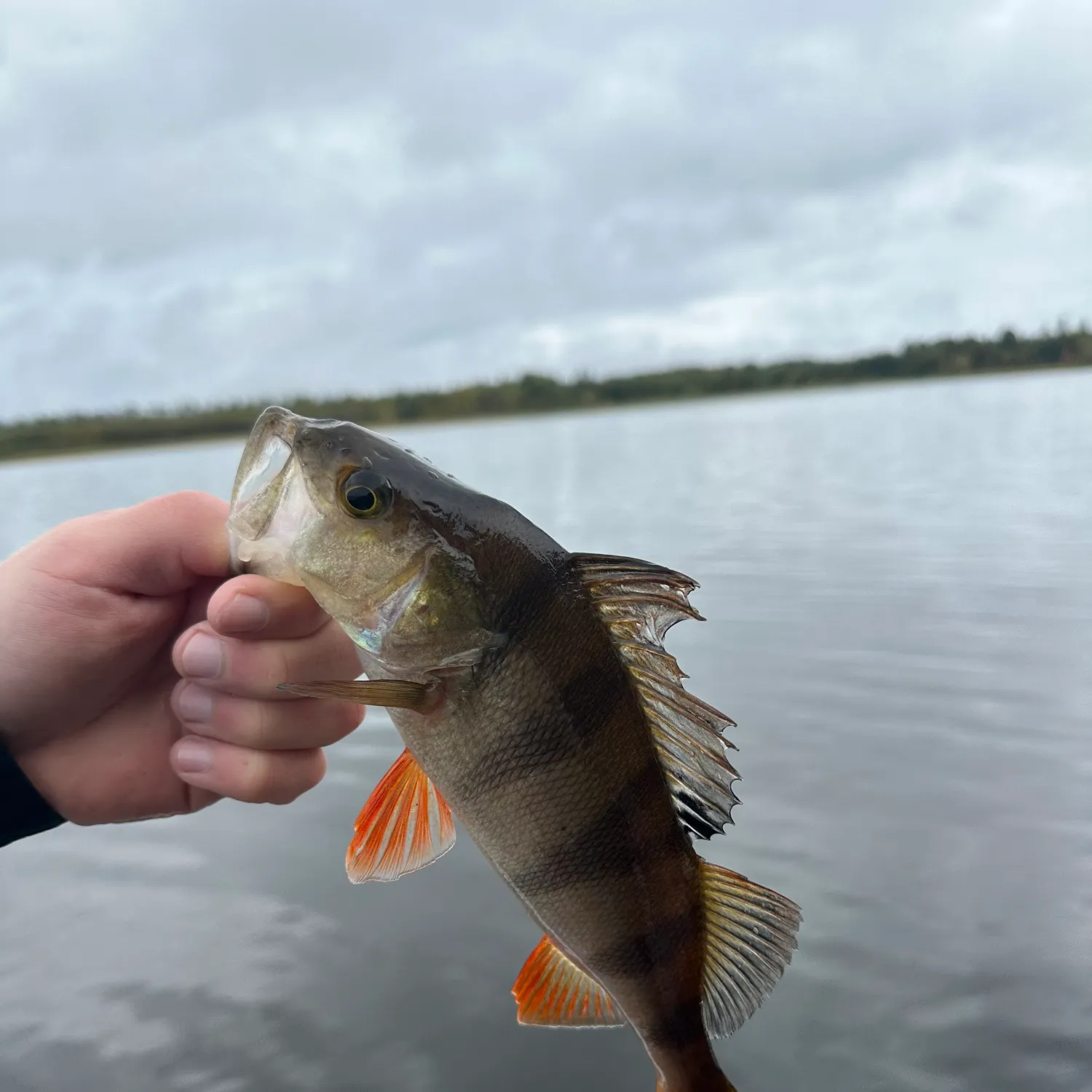European perch caught on Fishbrain