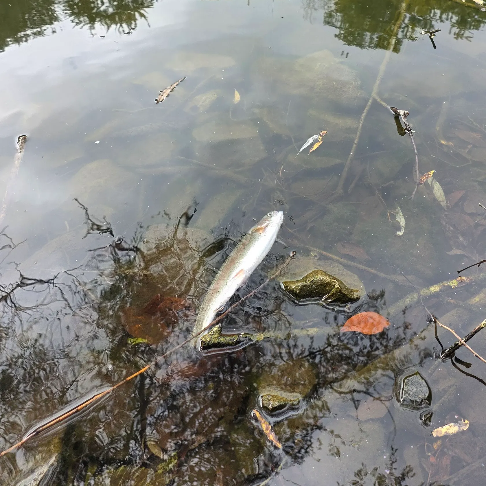 Rainbow trout caught on Fishbrain