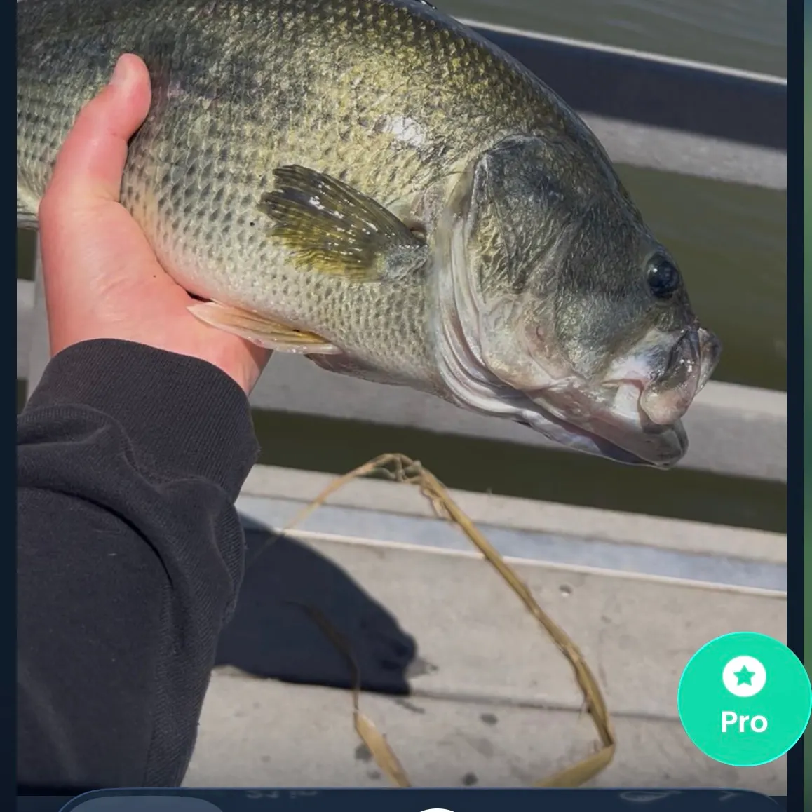 Fish caught on Fishbrain