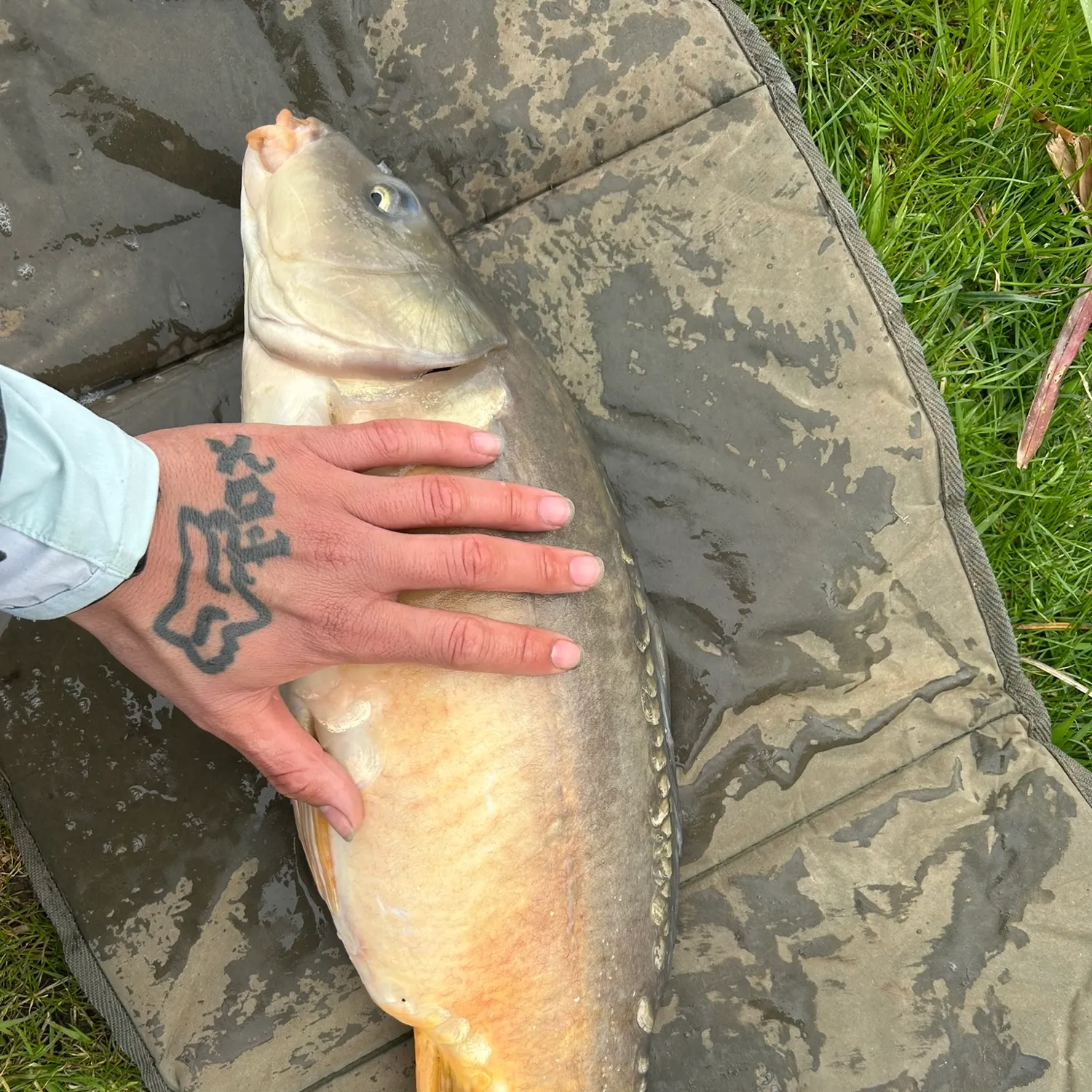 Mirror carp caught on Fishbrain