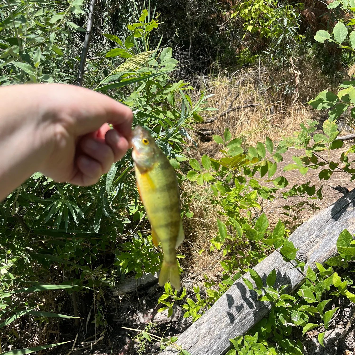 The most recent Yellow perch catches on Fishbrain