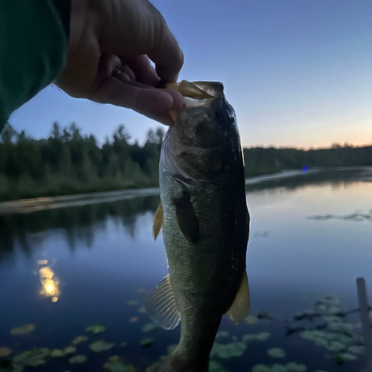 Largemouth bass caught on Fishbrain