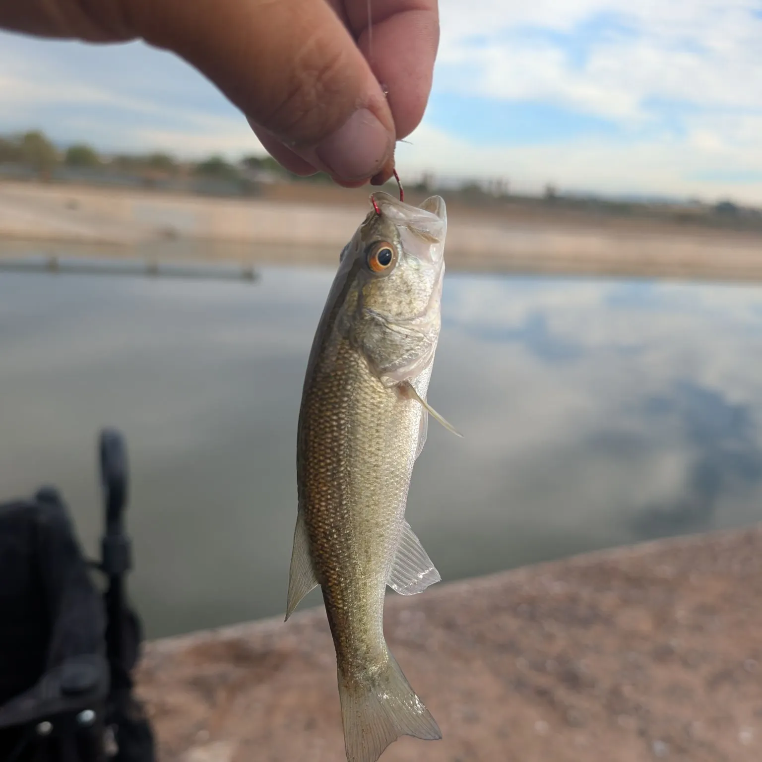 The most recent Redeye bass catches on Fishbrain