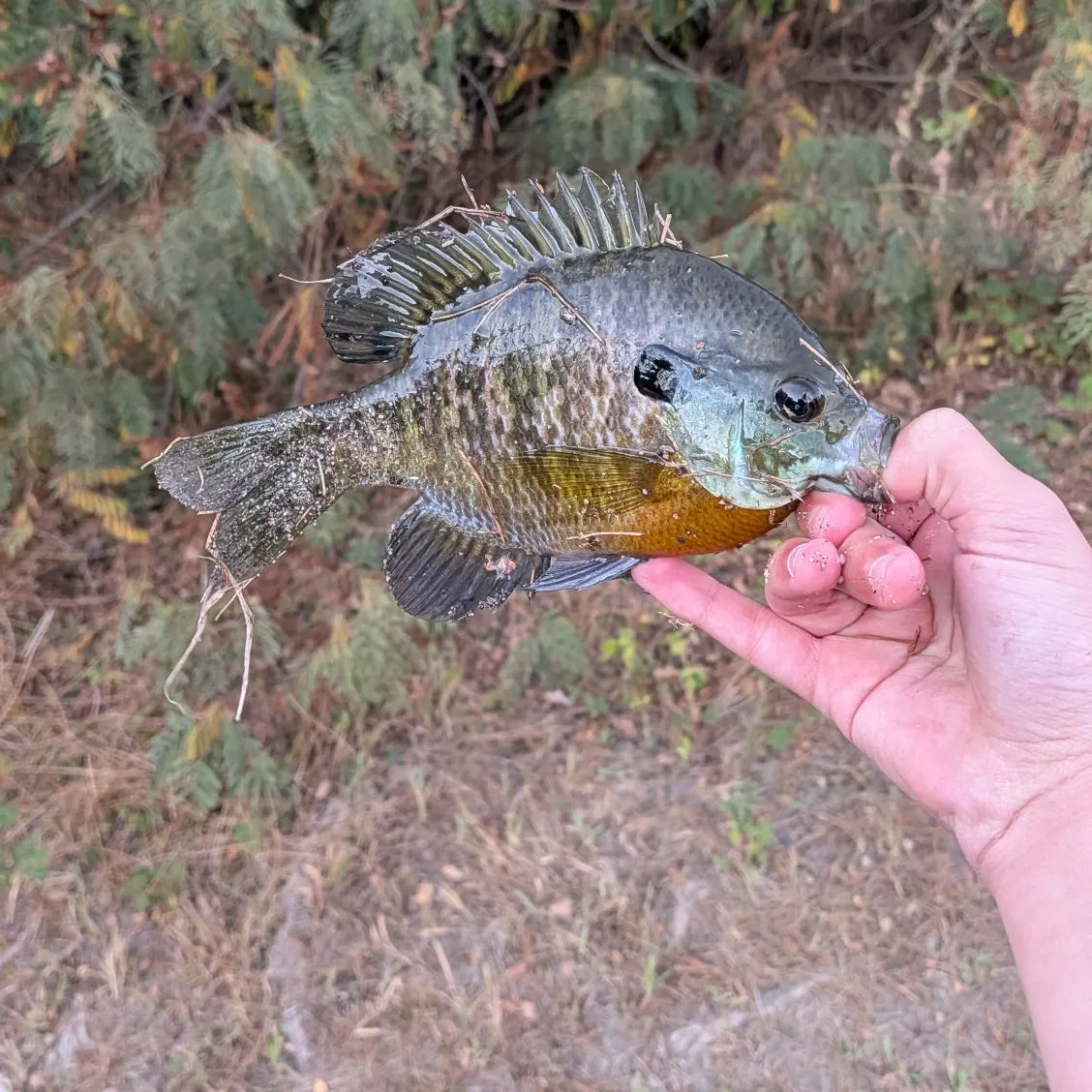 Bluegill caught on Fishbrain