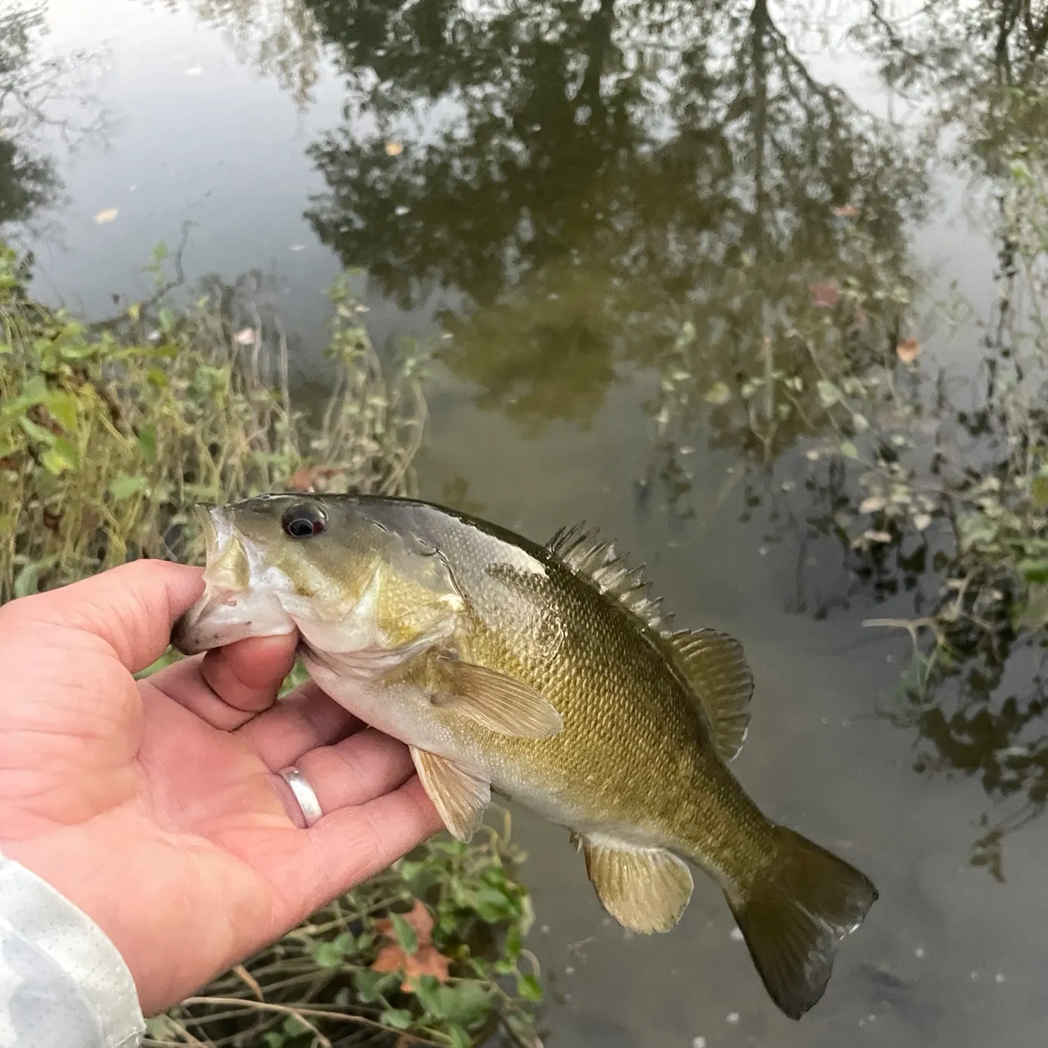 Smallmouth bass caught on Fishbrain
