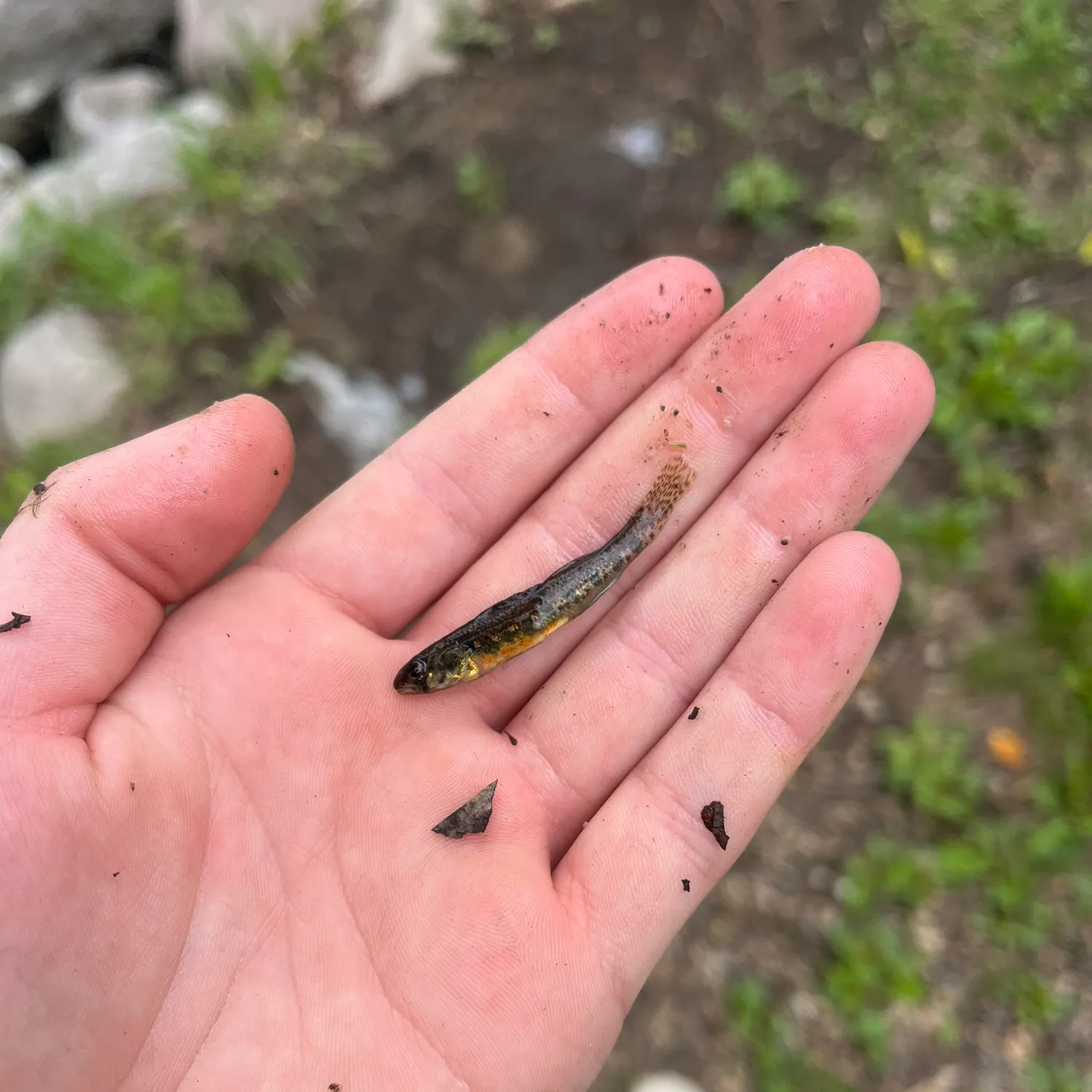 The most recent Iowa darter catches on Fishbrain