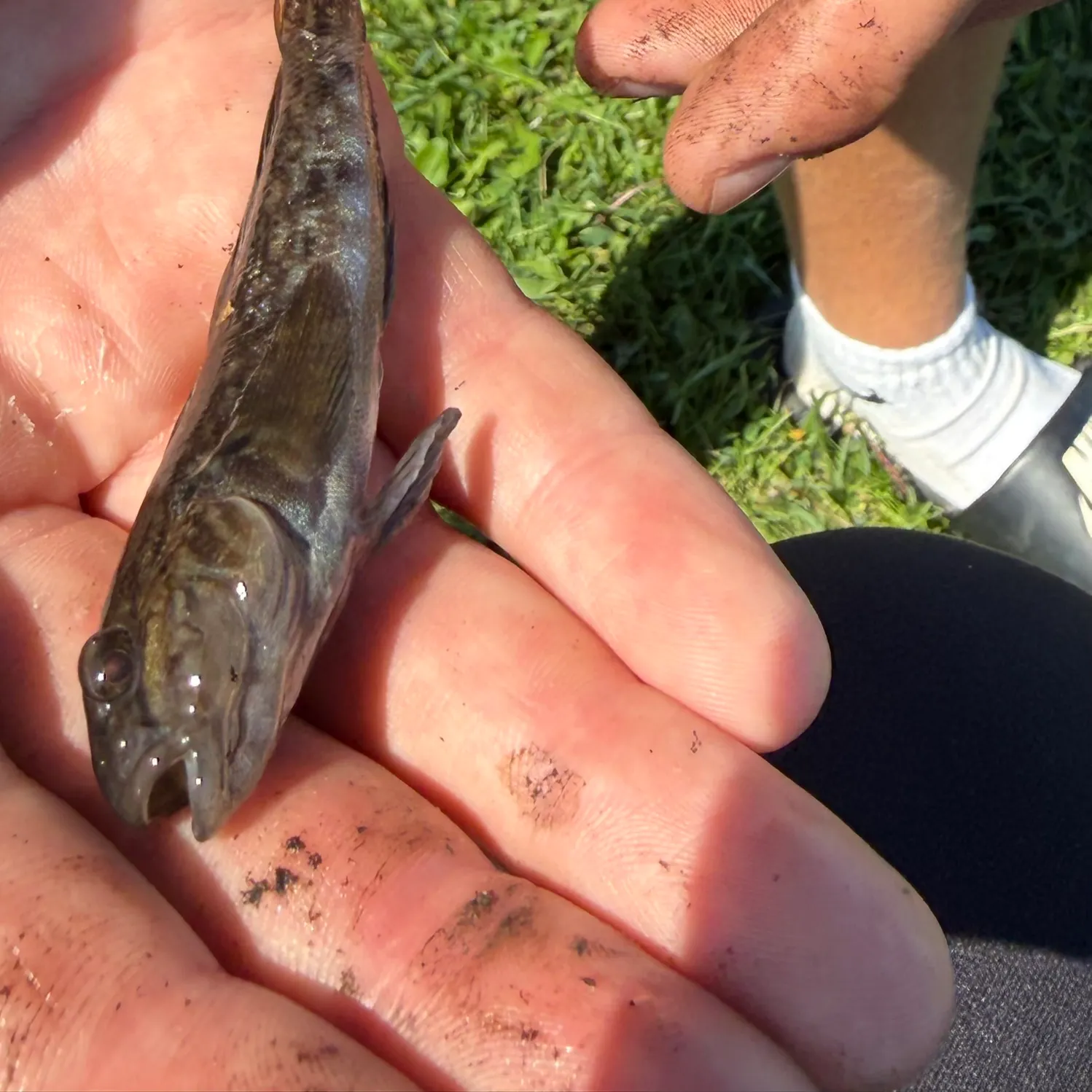 Round goby caught on Fishbrain