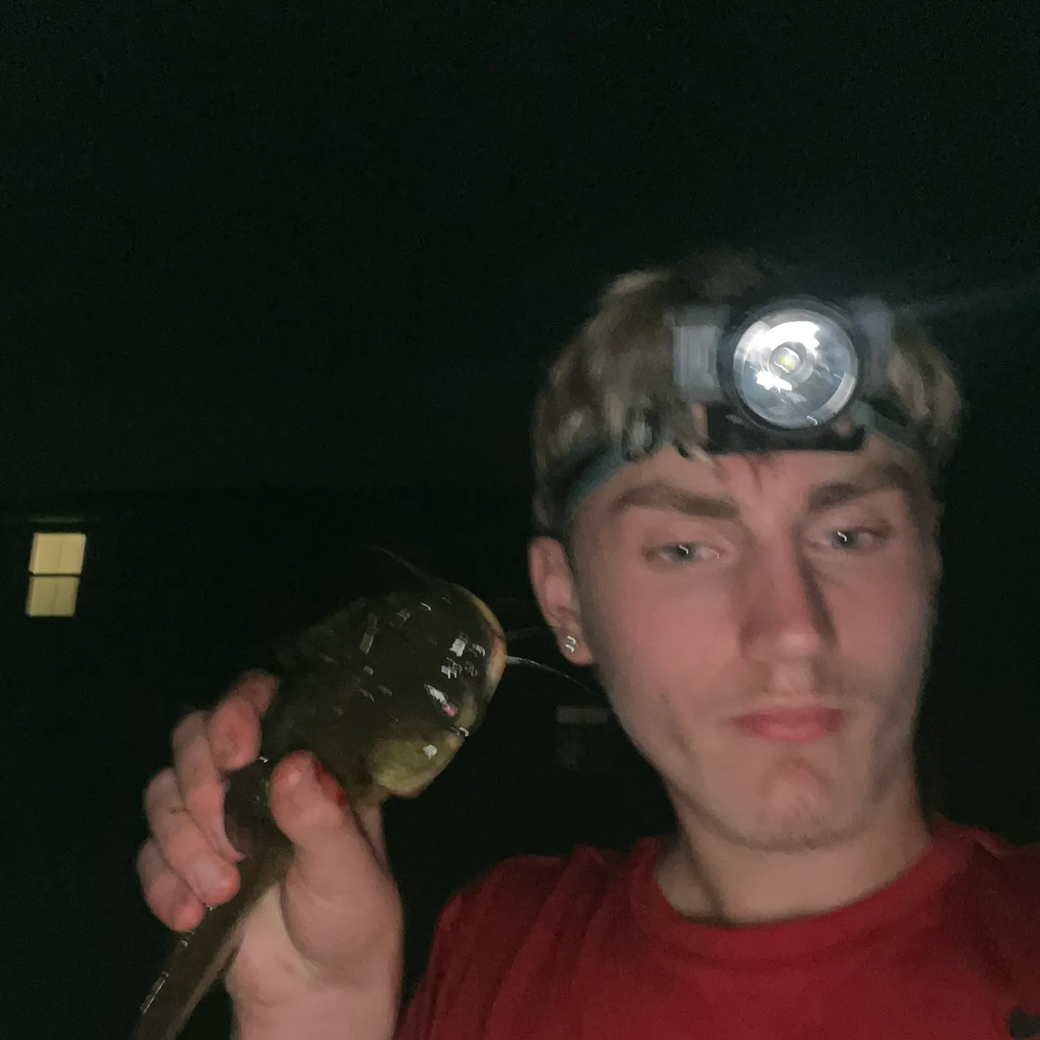 Black bullhead caught on Fishbrain