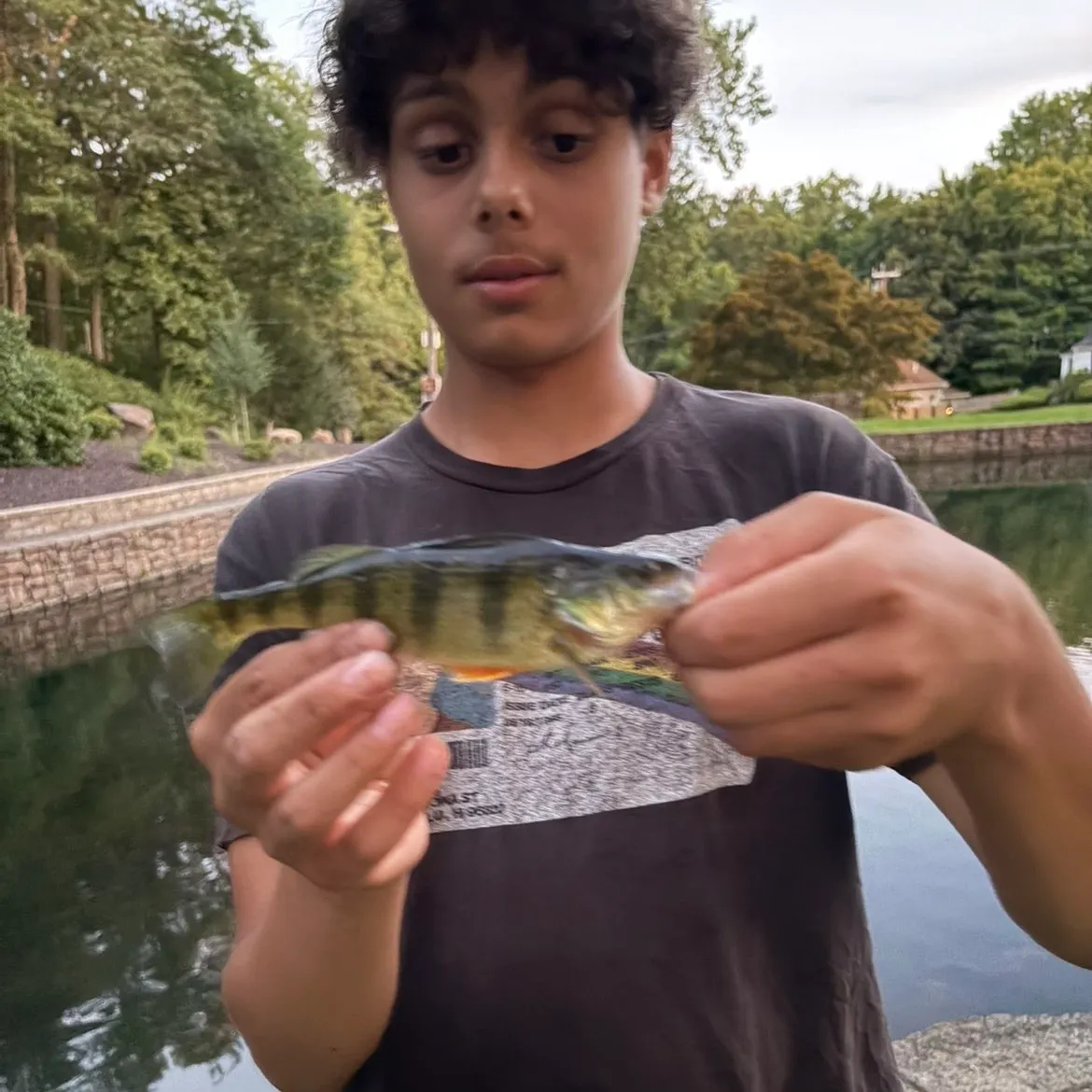 Yellow perch caught on Fishbrain