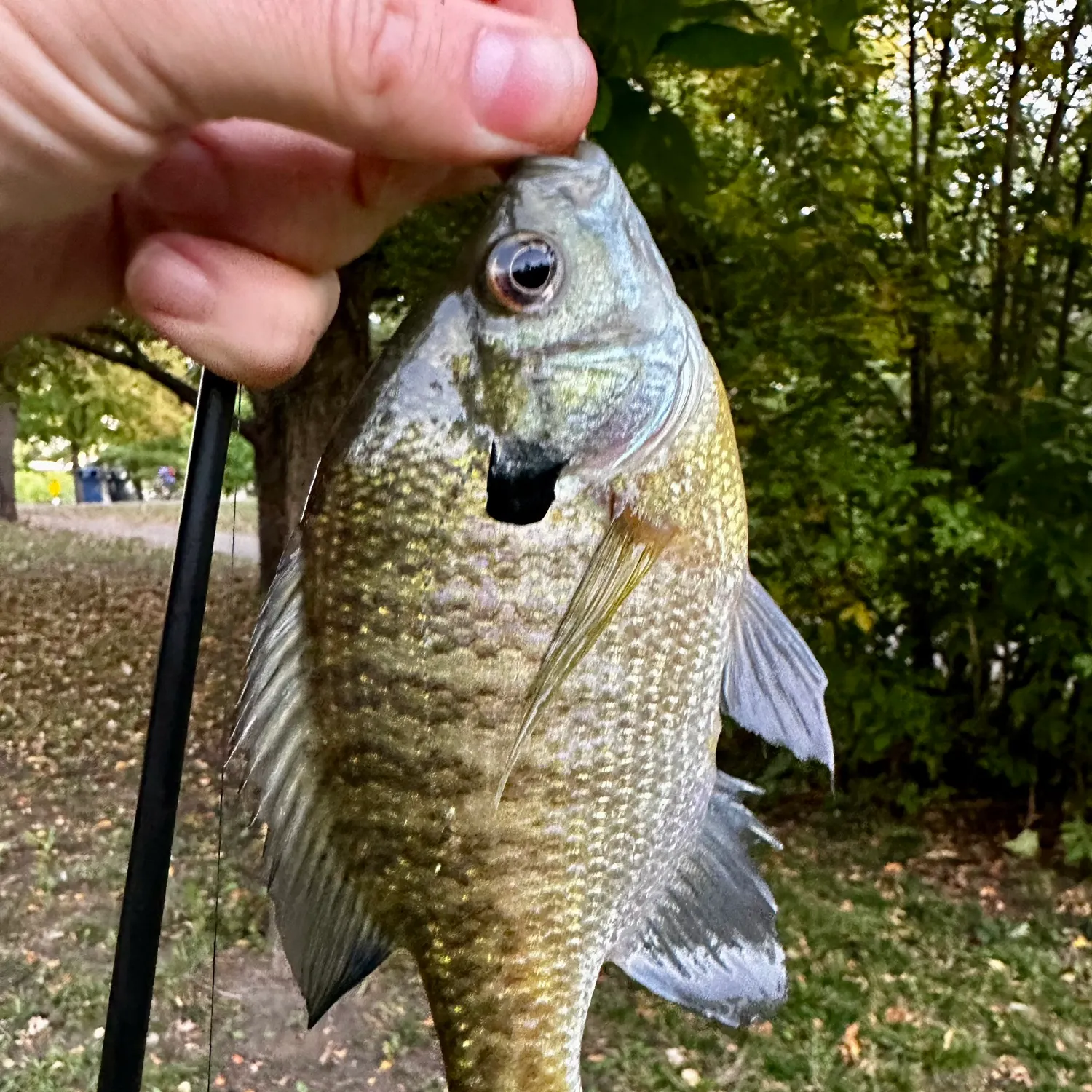 Bluegill caught on Fishbrain