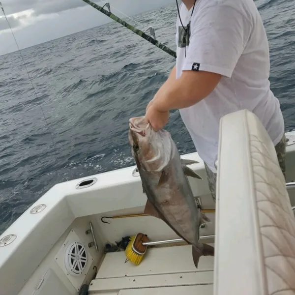 The most recent Greater amberjack catches on Fishbrain