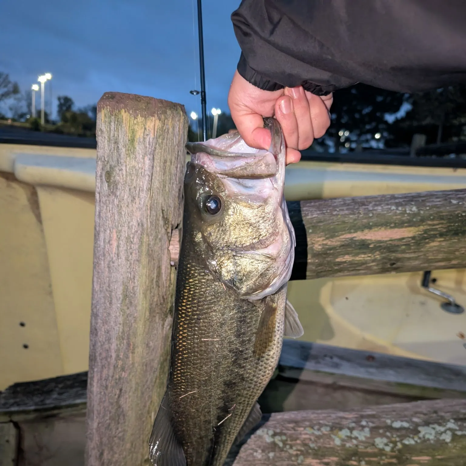 Largemouth bass caught on Fishbrain