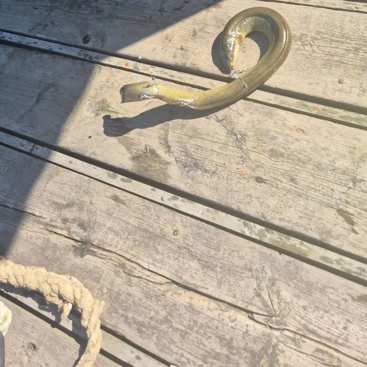 The most recent European eel catches on Fishbrain
