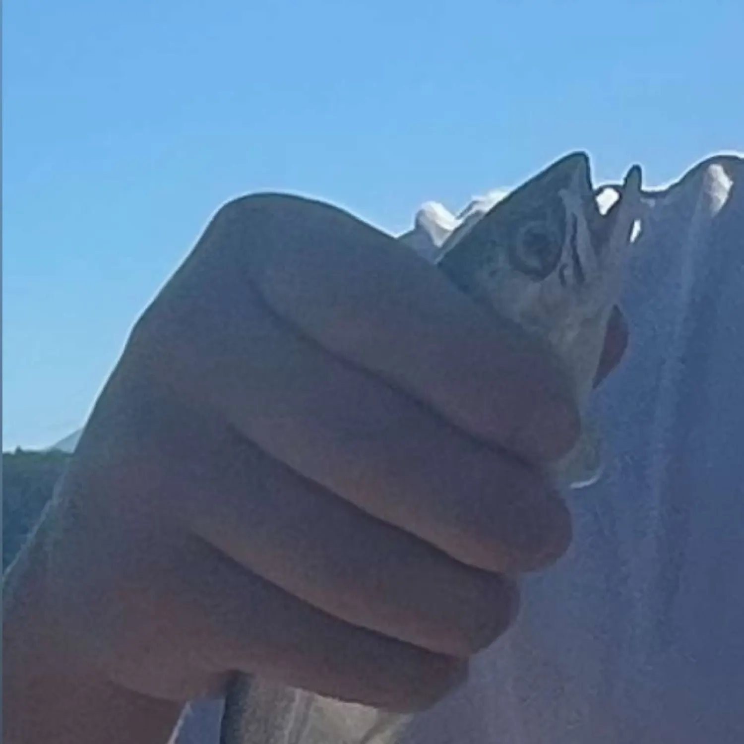 The most recent Coho salmon catches on Fishbrain