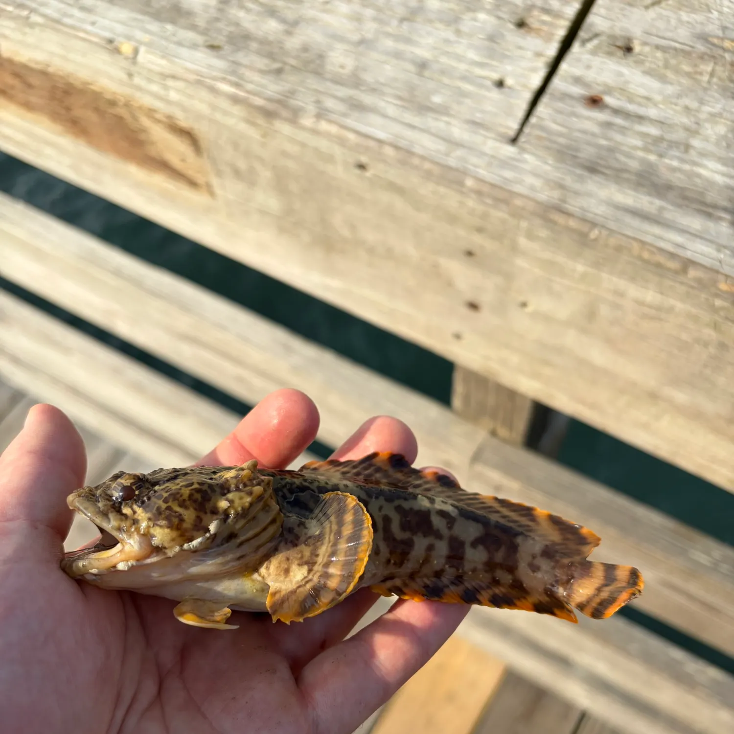 The most recent Oyster toadfish catches on Fishbrain