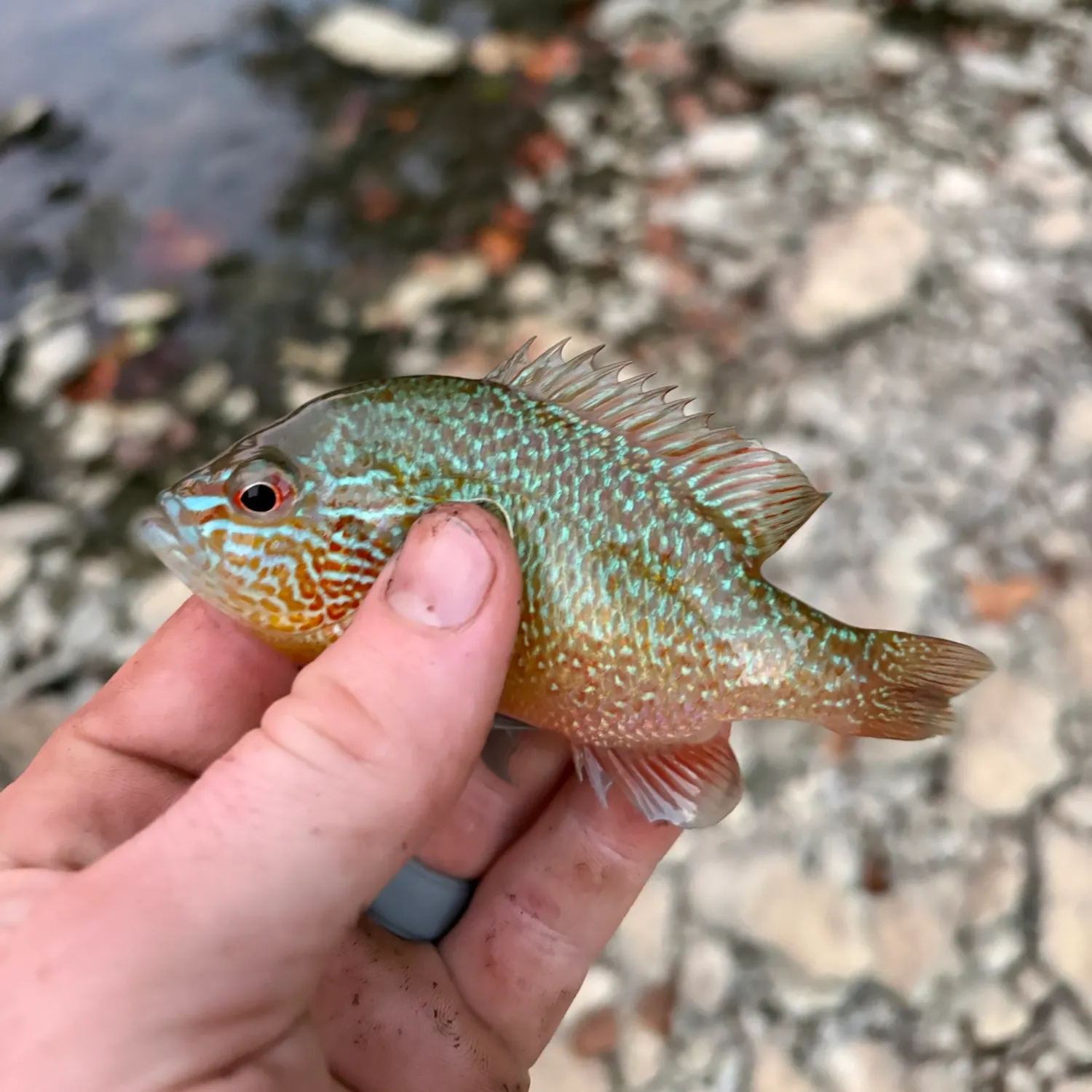 Longear sunfish caught on Fishbrain