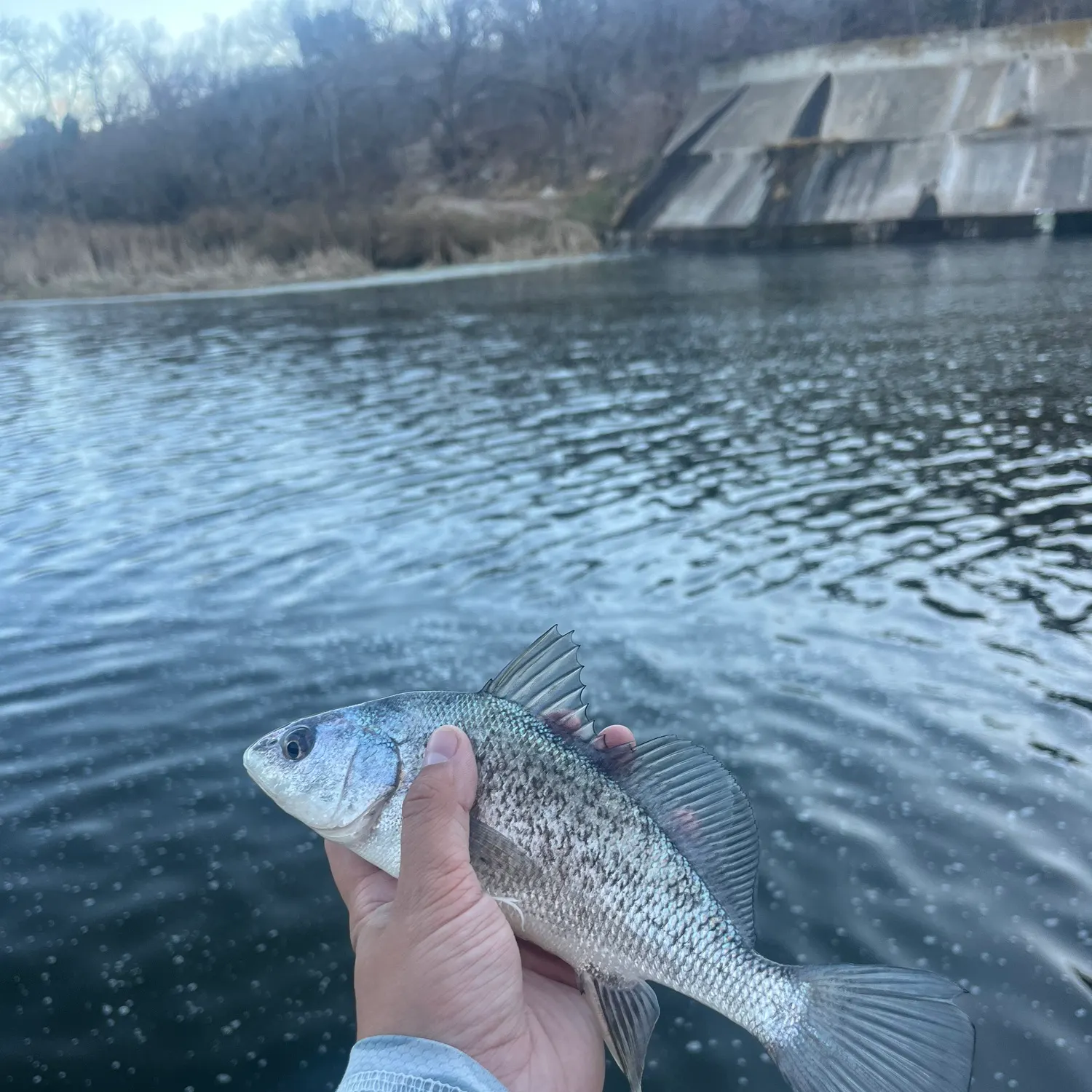 The most recent Freshwater drum catches on Fishbrain