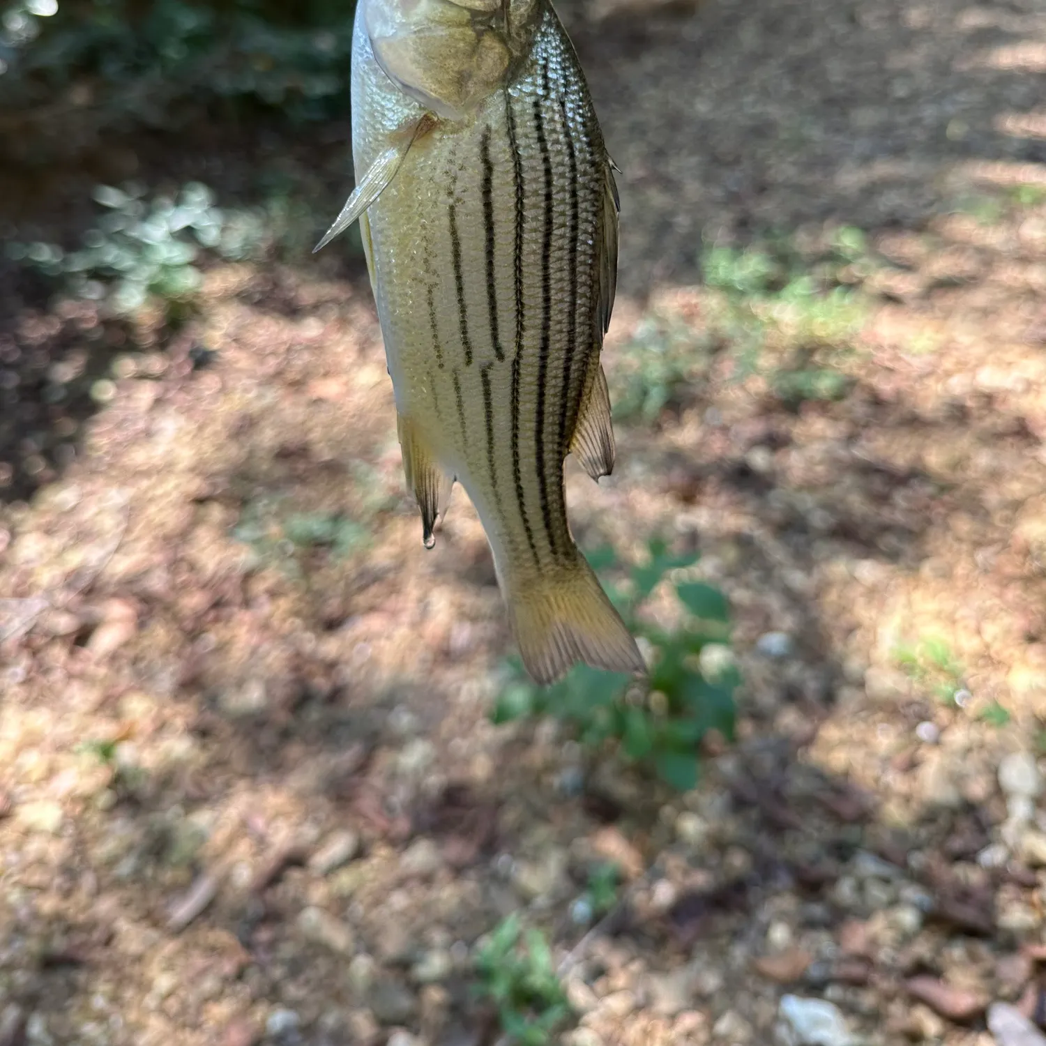 Yellow bass caught on Fishbrain