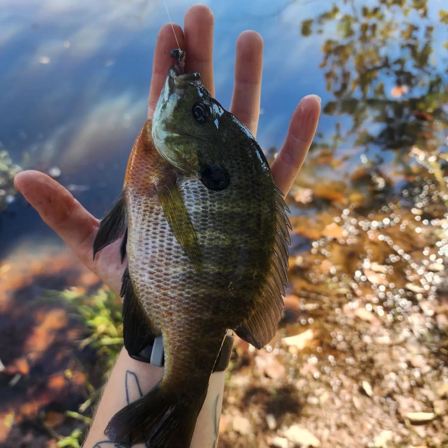Bluegill caught on Fishbrain