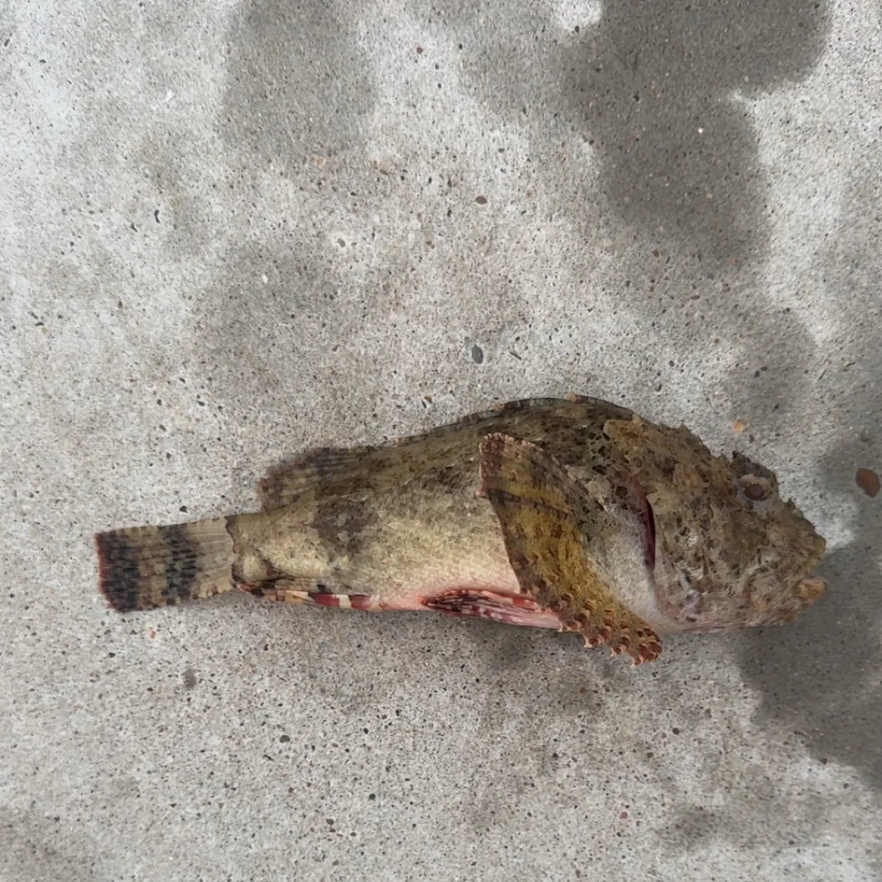 Gulf toadfish caught on Fishbrain