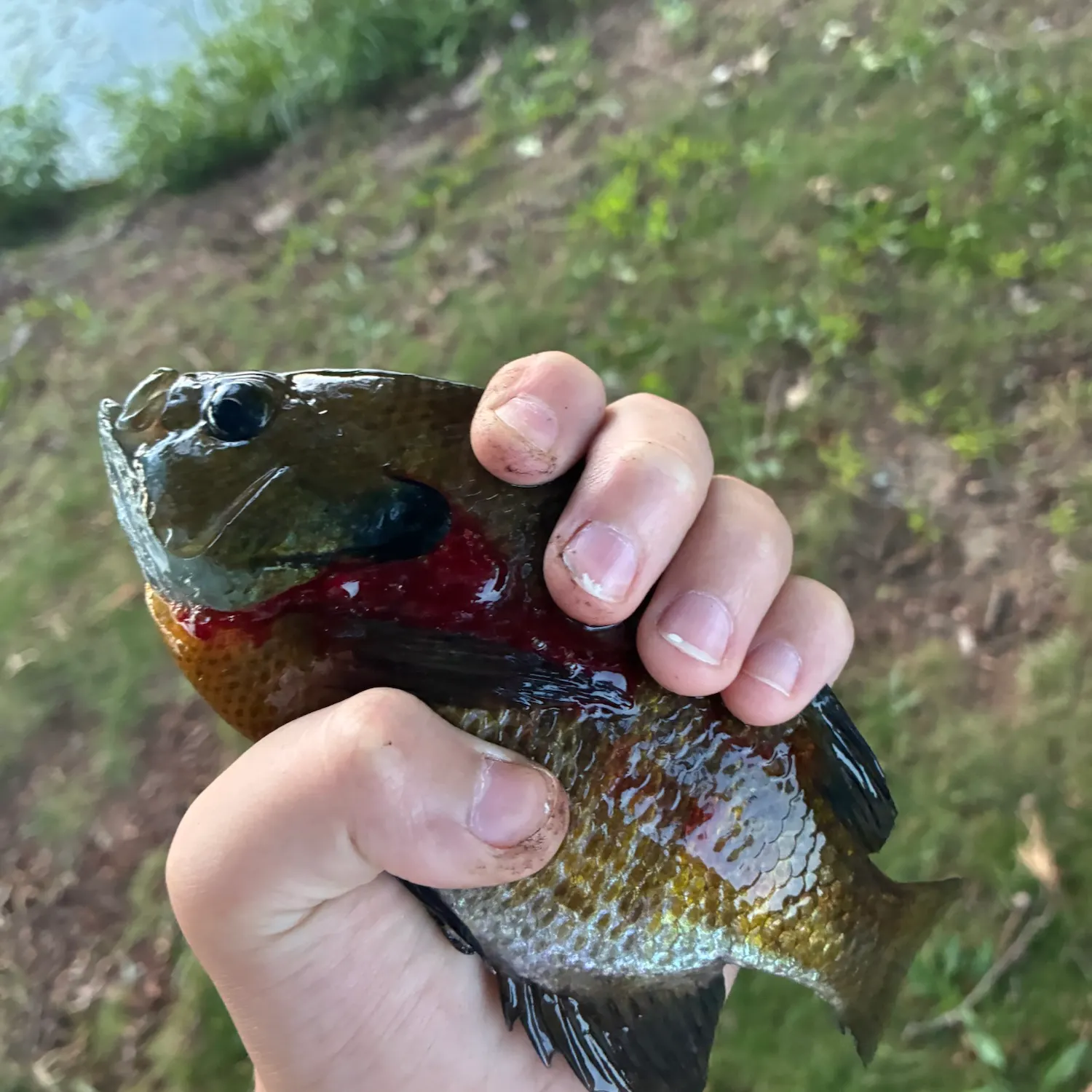 Bluegill caught on Fishbrain