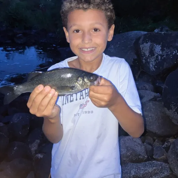 Fallfish caught on Fishbrain