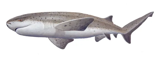 Broadnose sevengill shark