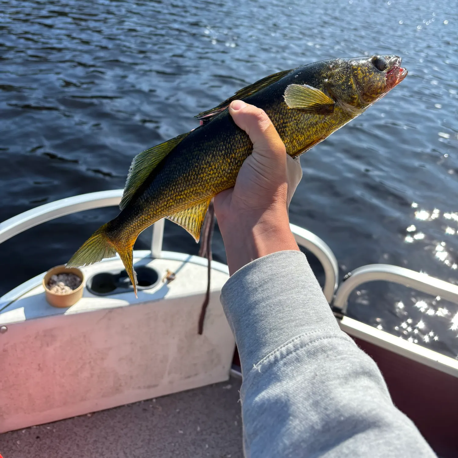 Walleye caught on Fishbrain