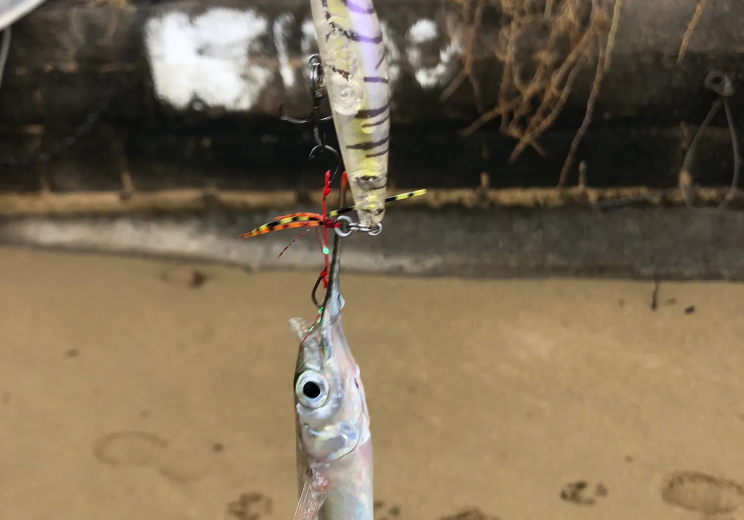 Blackbarred halfbeak