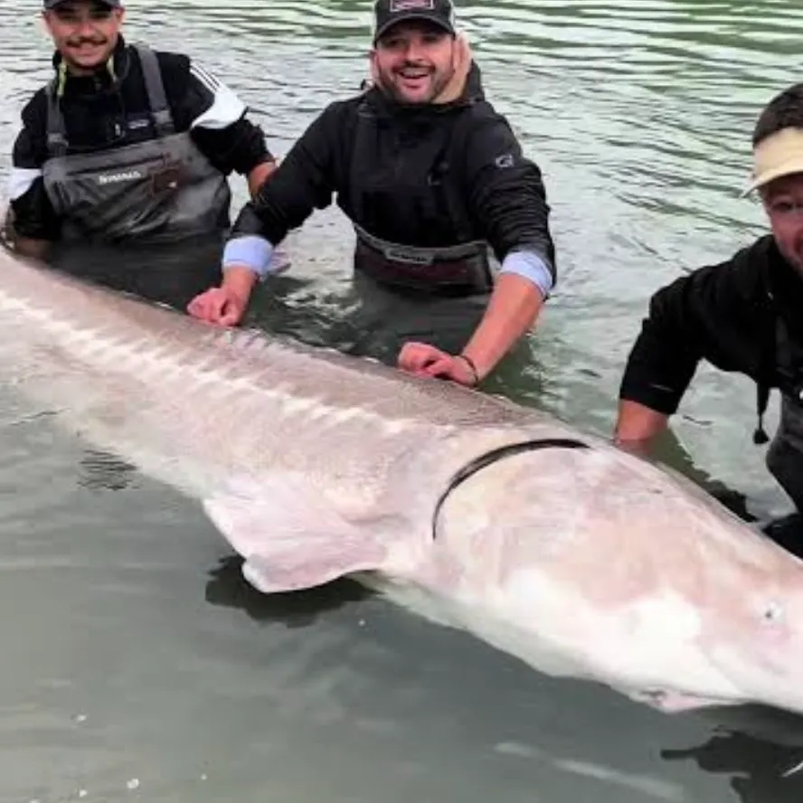 The most recent Beluga sturgeon catches on Fishbrain