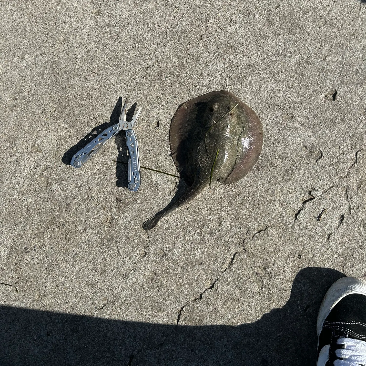 The most recent Haller's round ray catches on Fishbrain