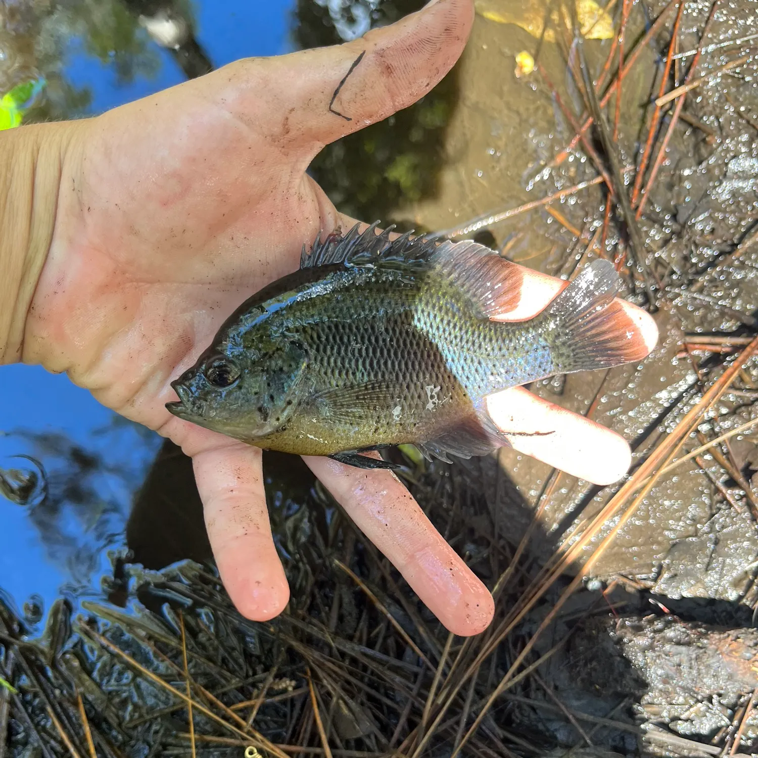 Spotted sunfish caught on Fishbrain