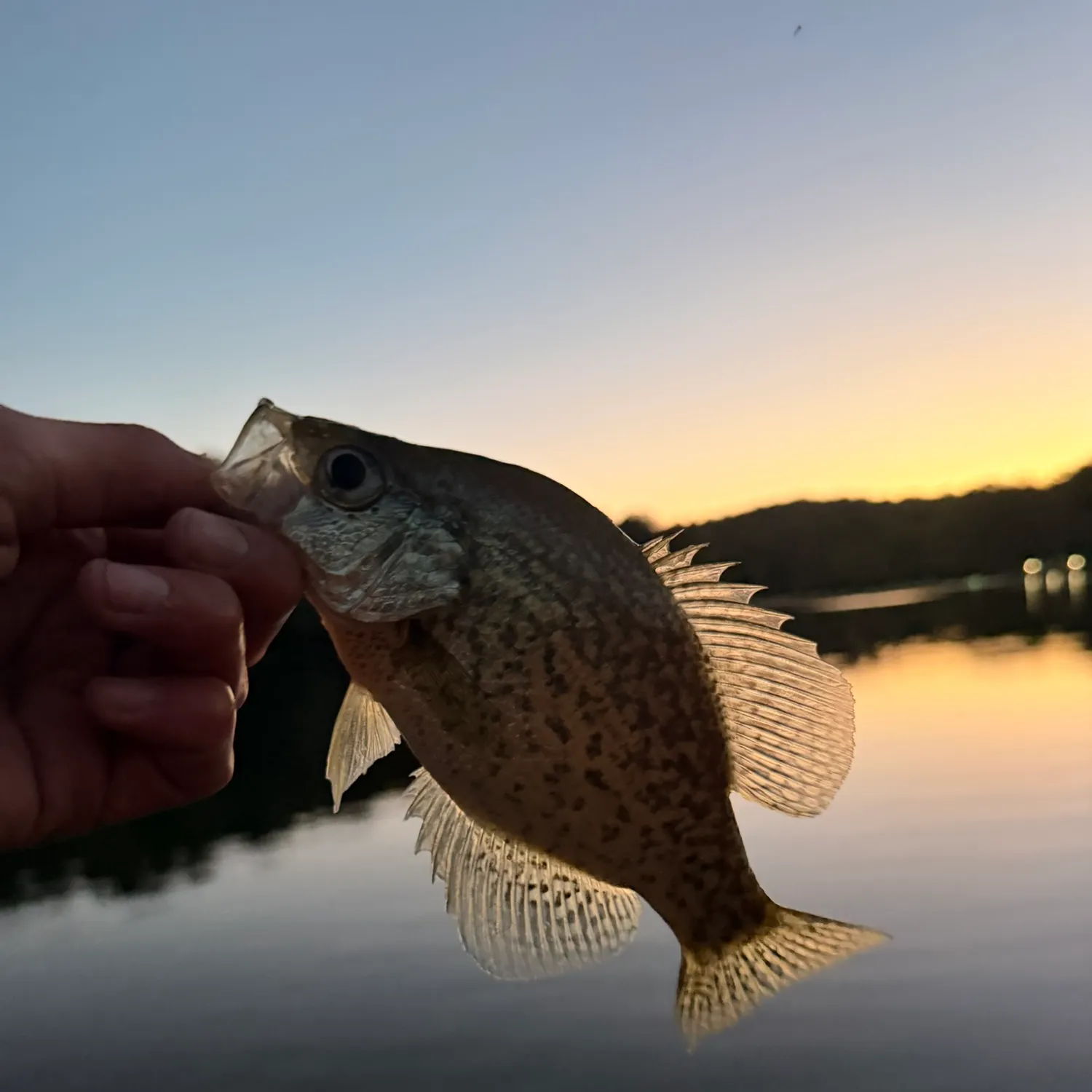 White crappie caught on Fishbrain