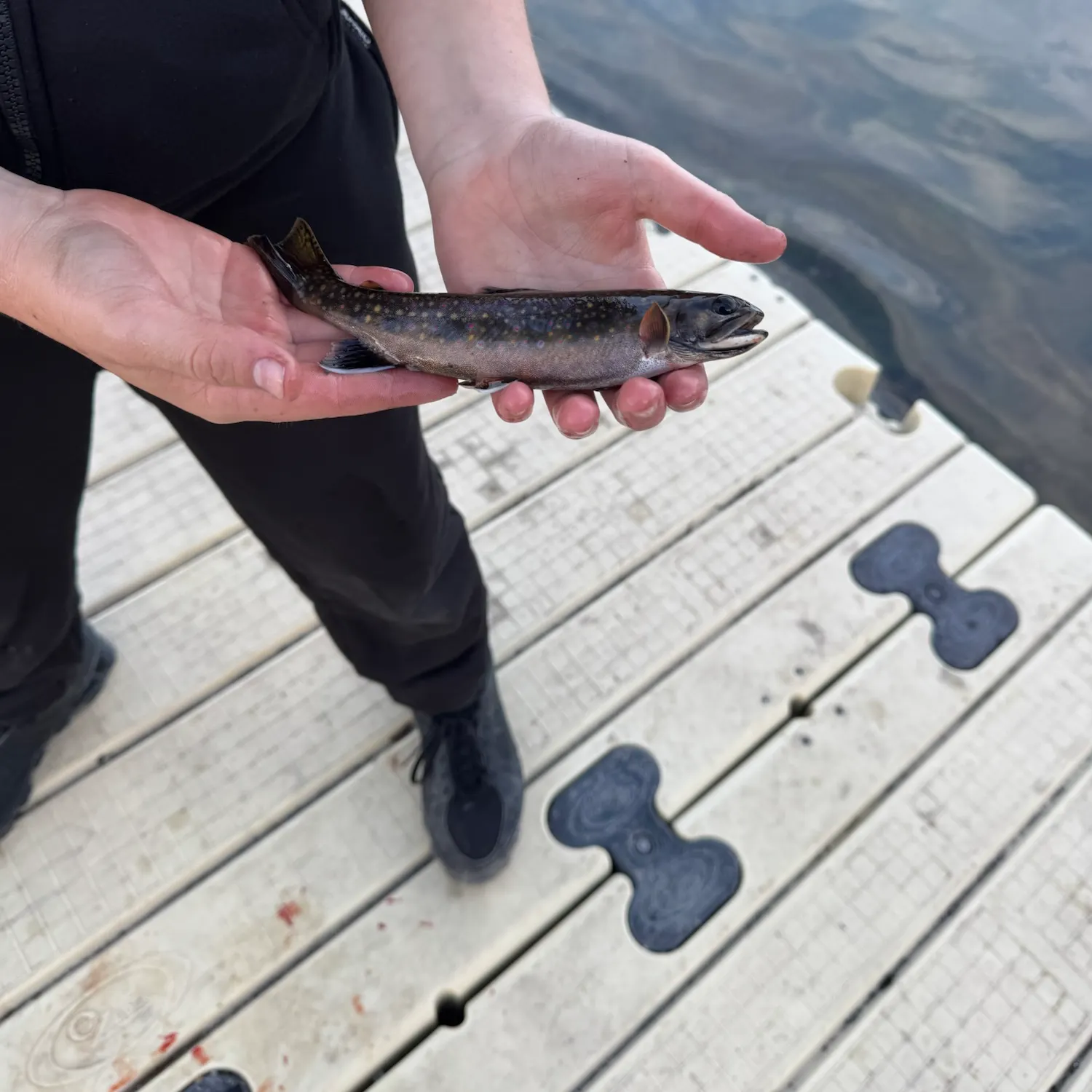 Brook trout caught on Fishbrain