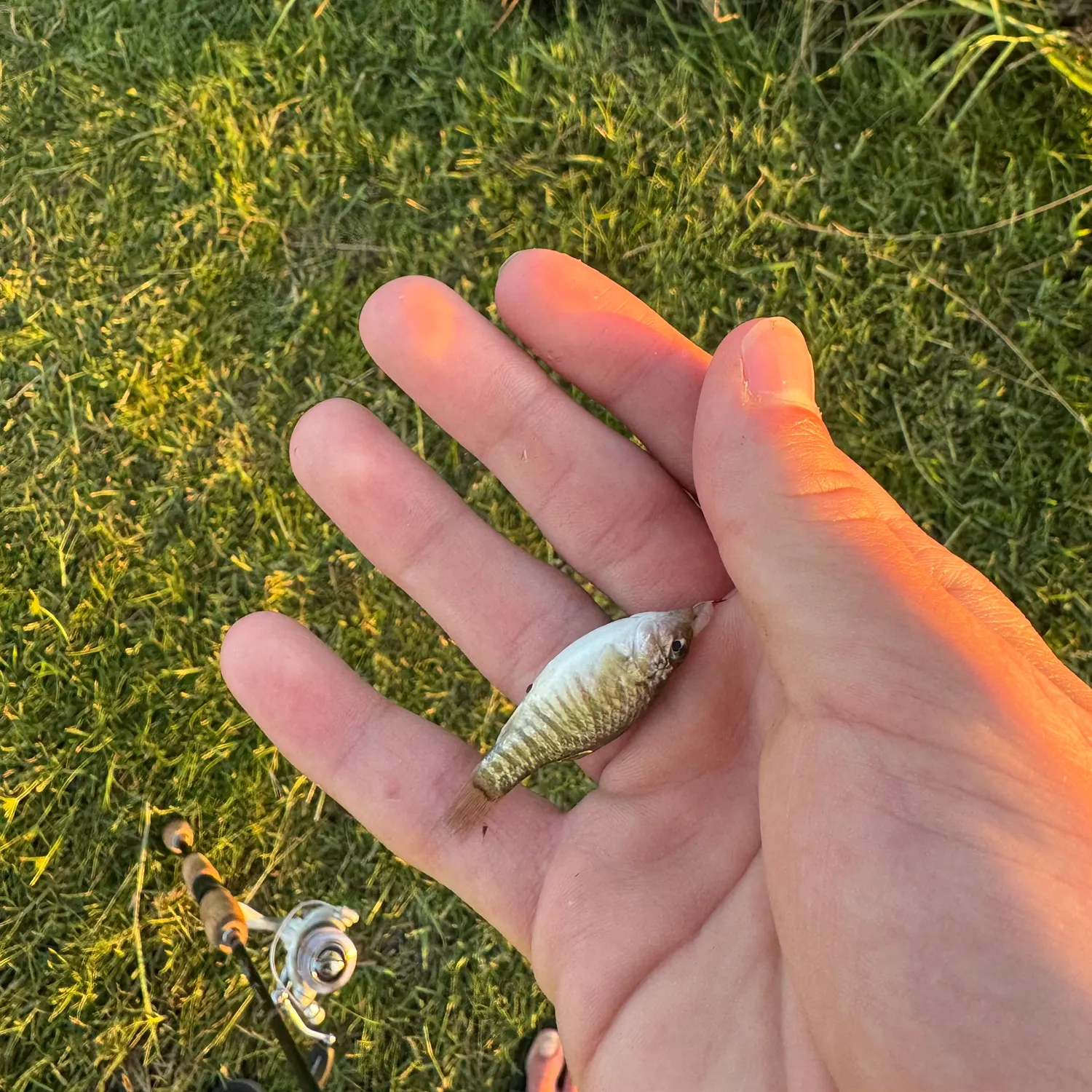 The most recent Sheepshead minnow catches on Fishbrain