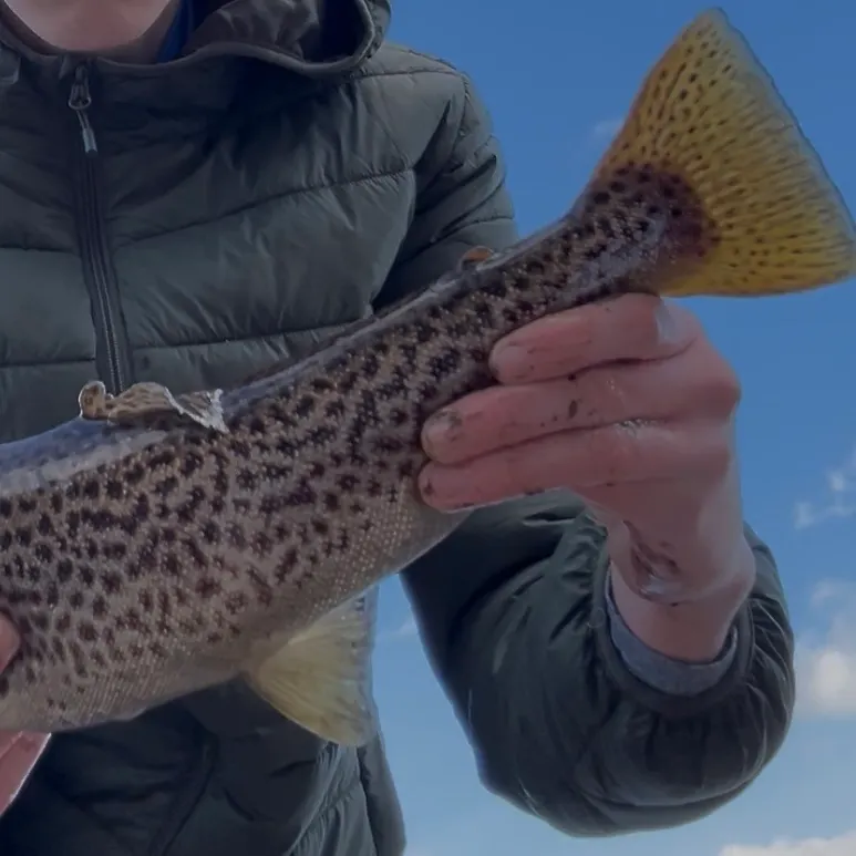 The most recent Seeforellen trout catches on Fishbrain