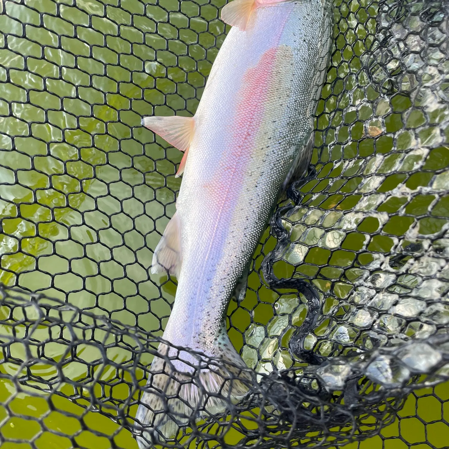 Rainbow trout caught on Fishbrain