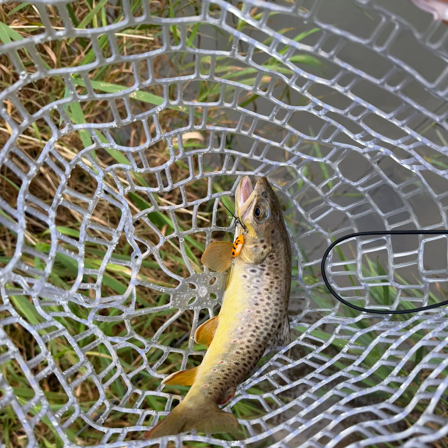 Brown trout caught on Fishbrain