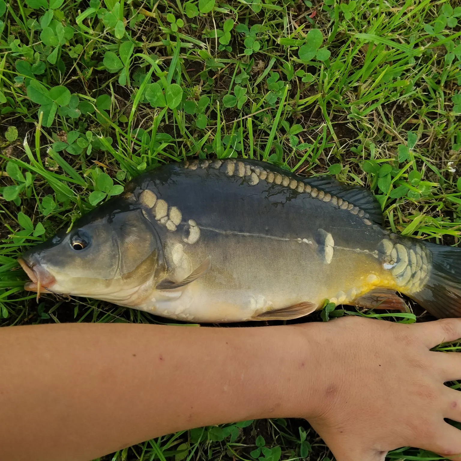 Leather carp caught on Fishbrain