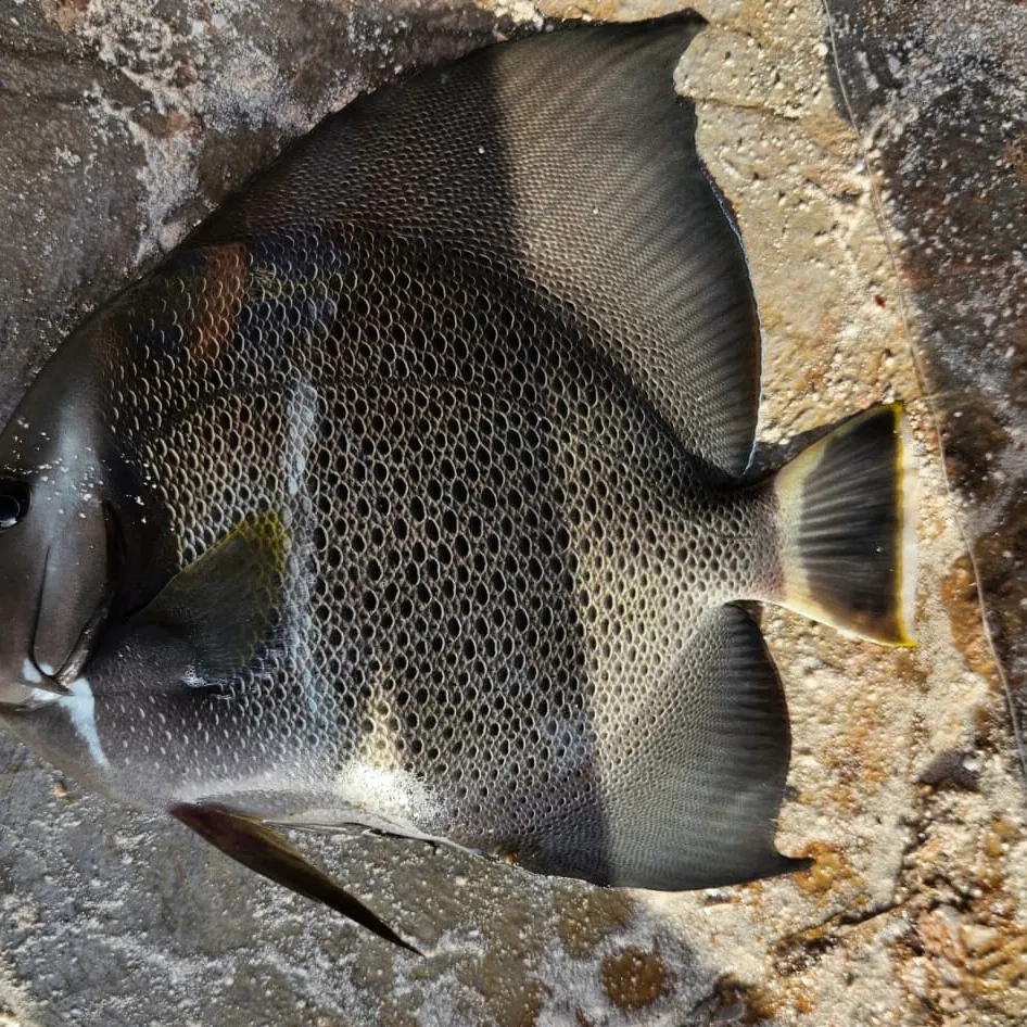 The most recent Gray angelfish catches on Fishbrain