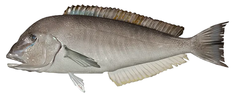 Grey tilefish