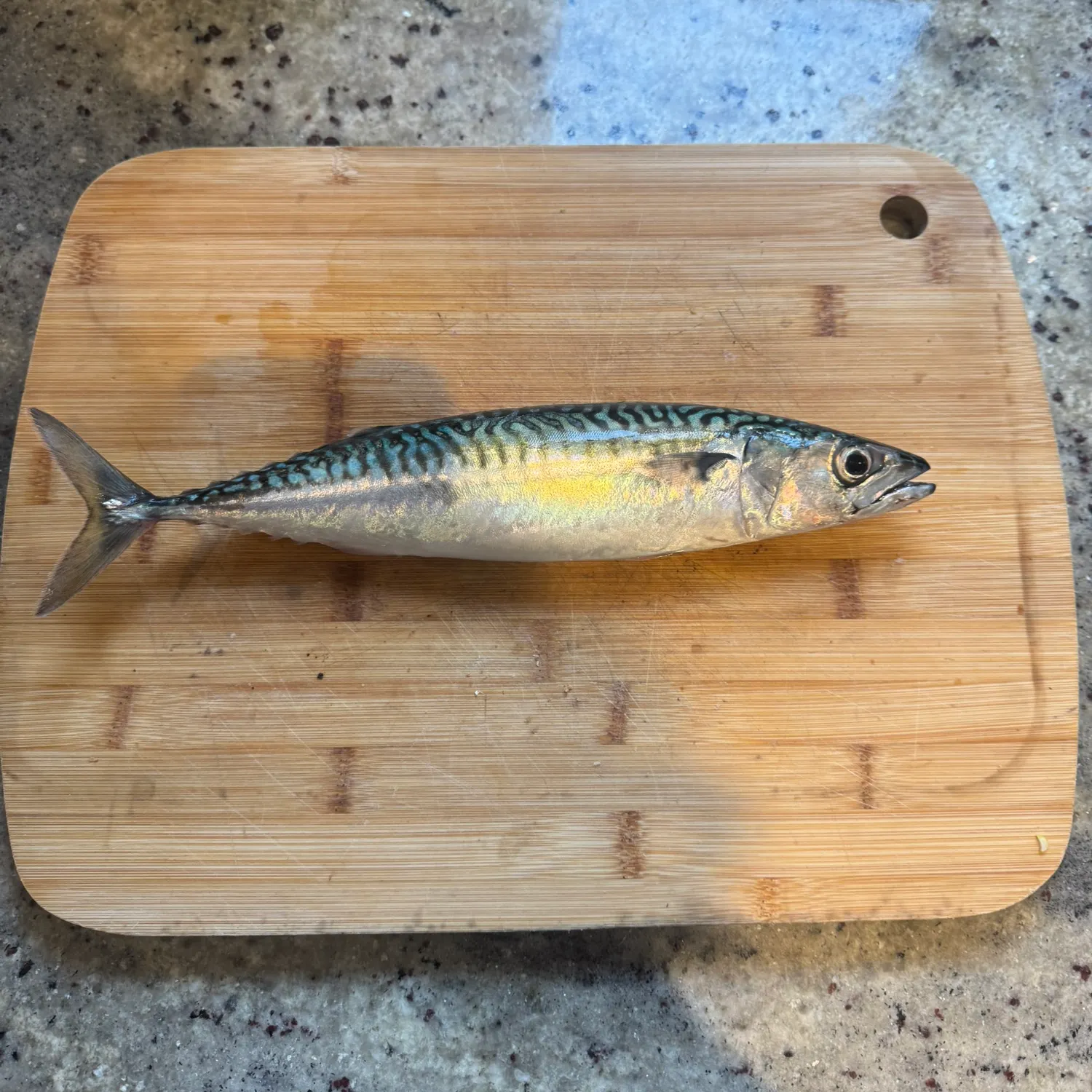 Atlantic mackerel caught on Fishbrain