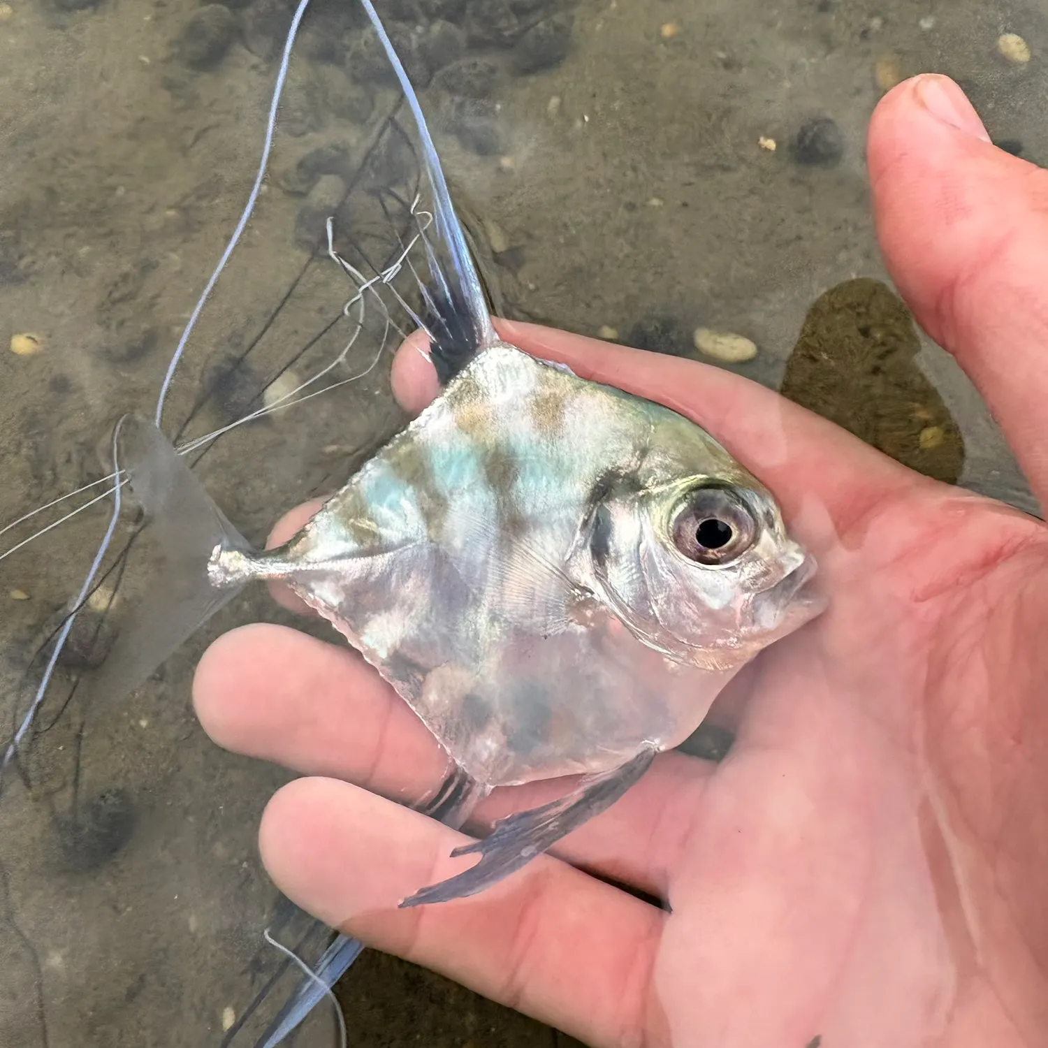 The most recent African pompano catches on Fishbrain