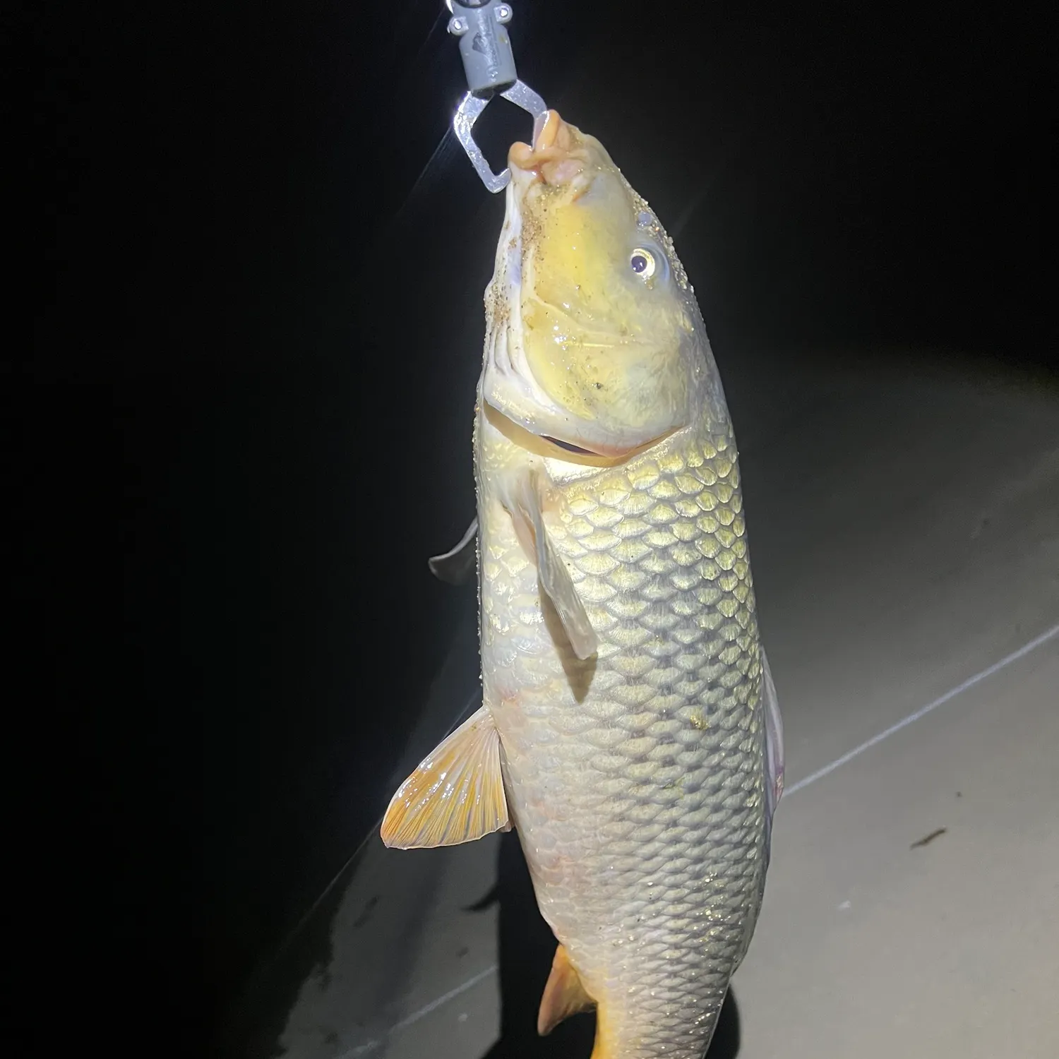 Common carp caught on Fishbrain