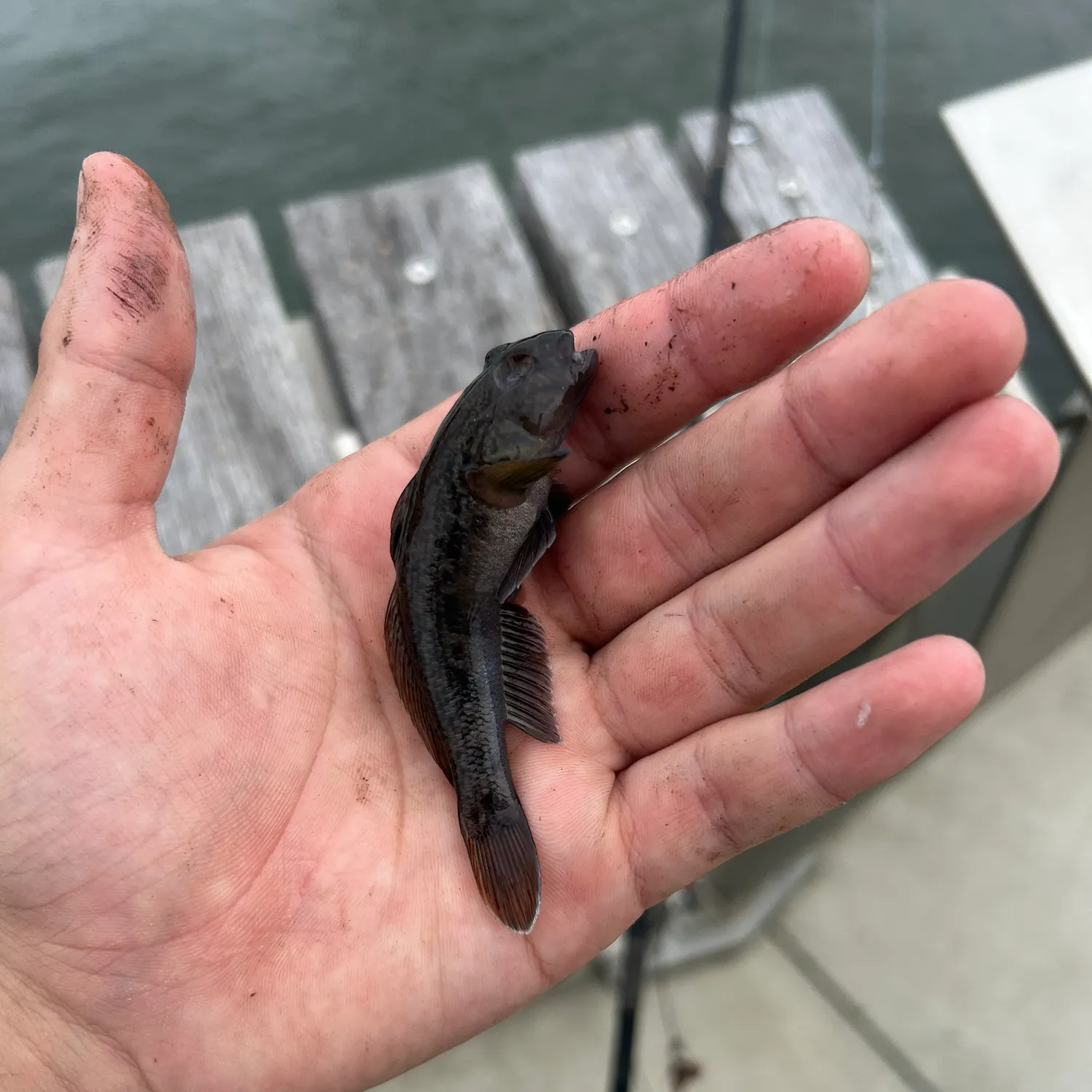 Round goby caught on Fishbrain