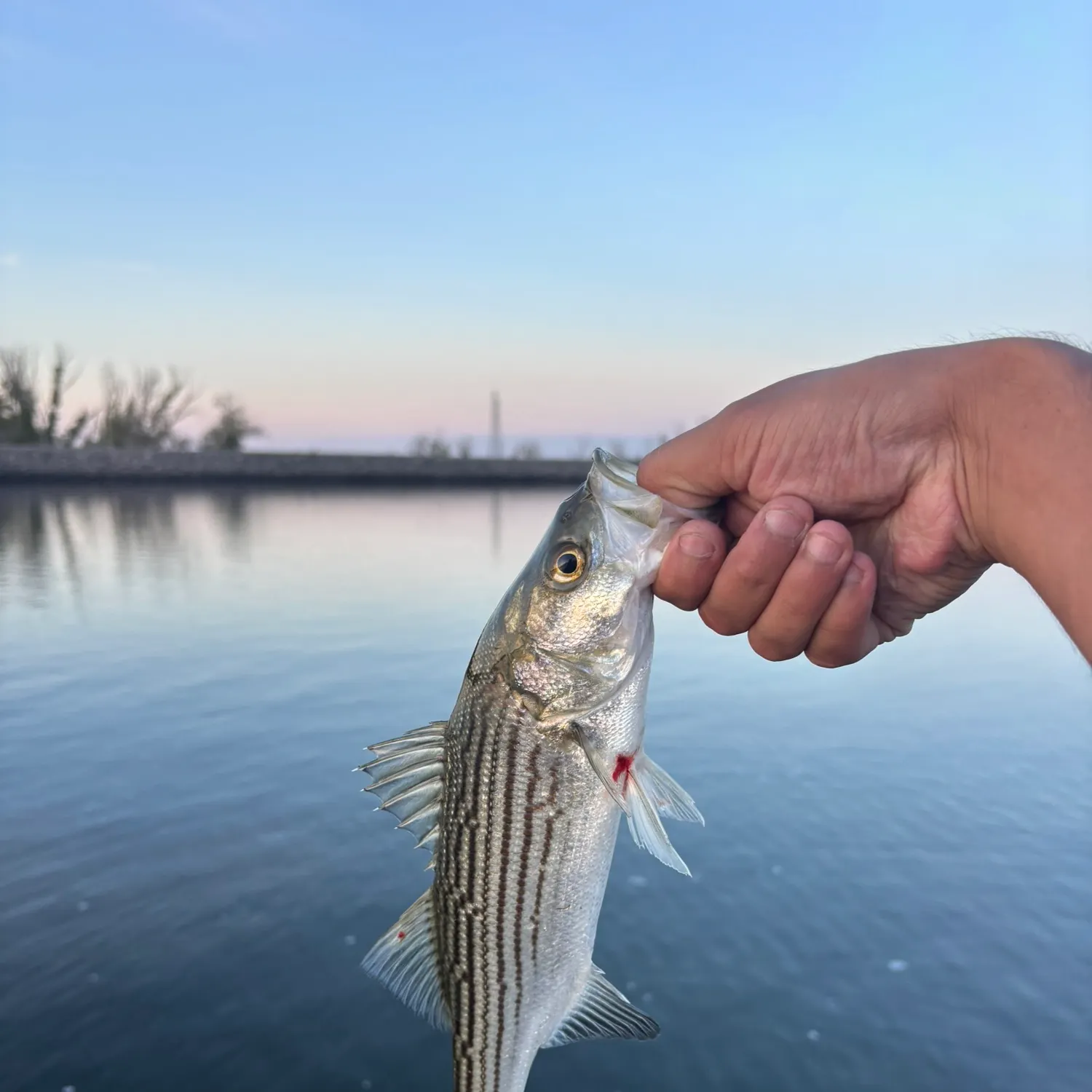Striped bass caught on Fishbrain
